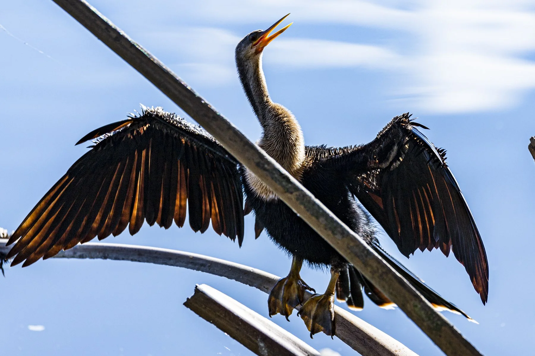 An Anhinga, drying its wings so it can fly.  The anhinga has no oil like ducks, so they are able to dive into the water to catch fish.