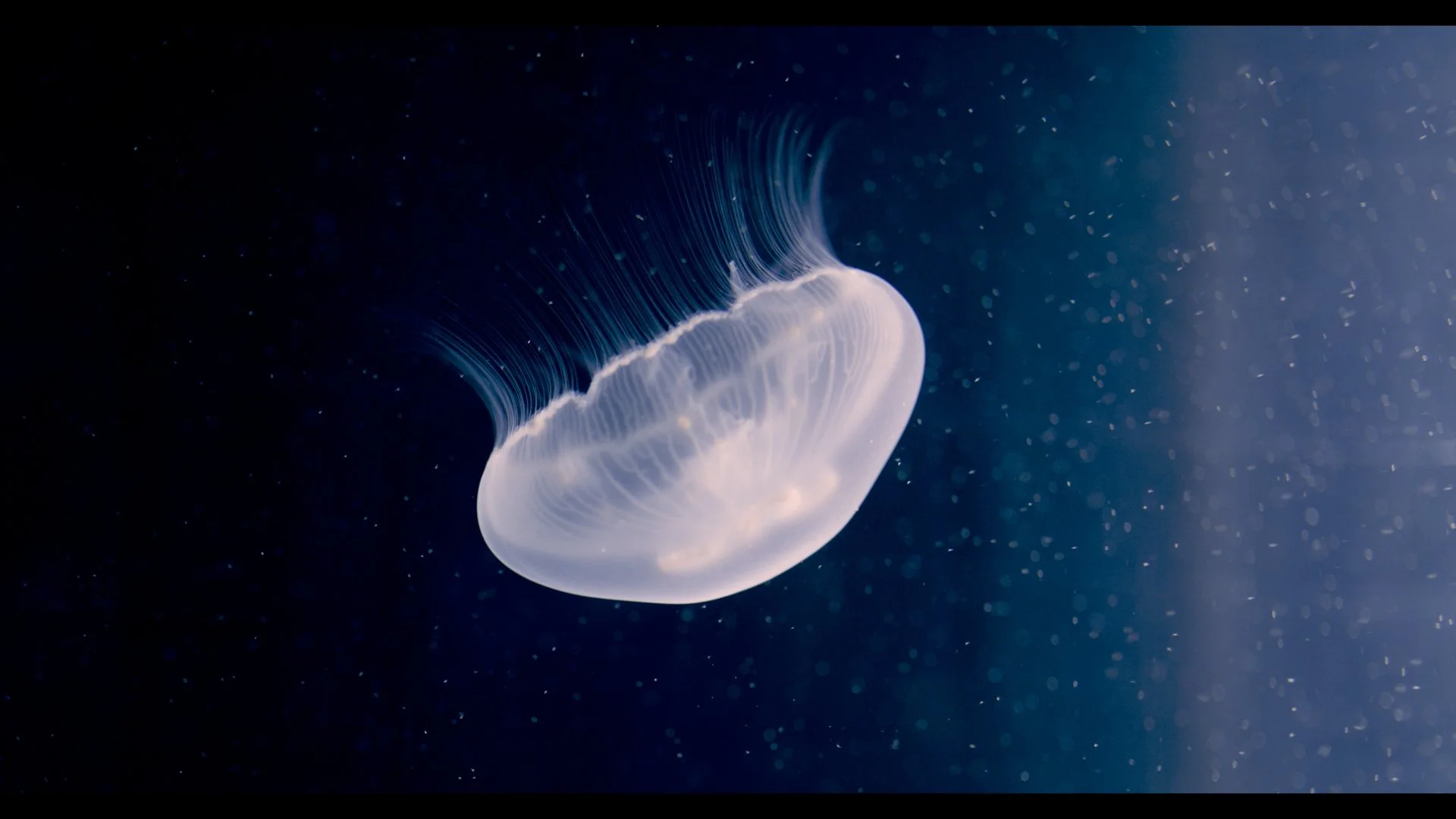 Still 2024-12-20 105843_1.3.1.jpg