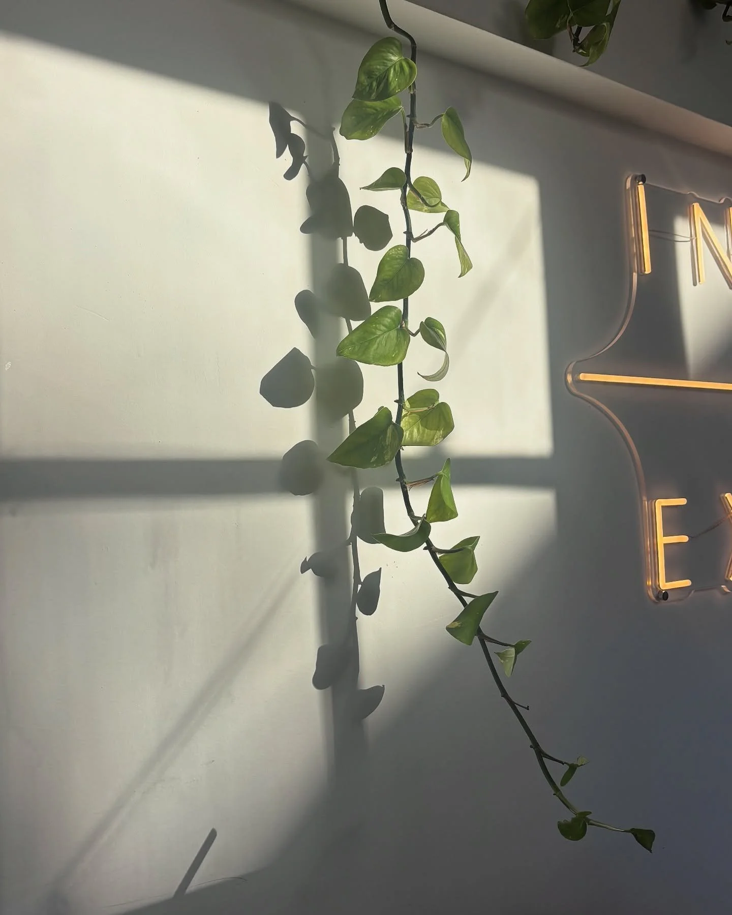 around the haus this week ✨

.

.

.
#lagree #lagreefitness #hausofwellness #lagunabeach #fitness #infraredsauna #coldplunge #wellness #orangecounty #orangecountylagree #lagreefitnessstudio #orangecountyfitness#LagreeLife