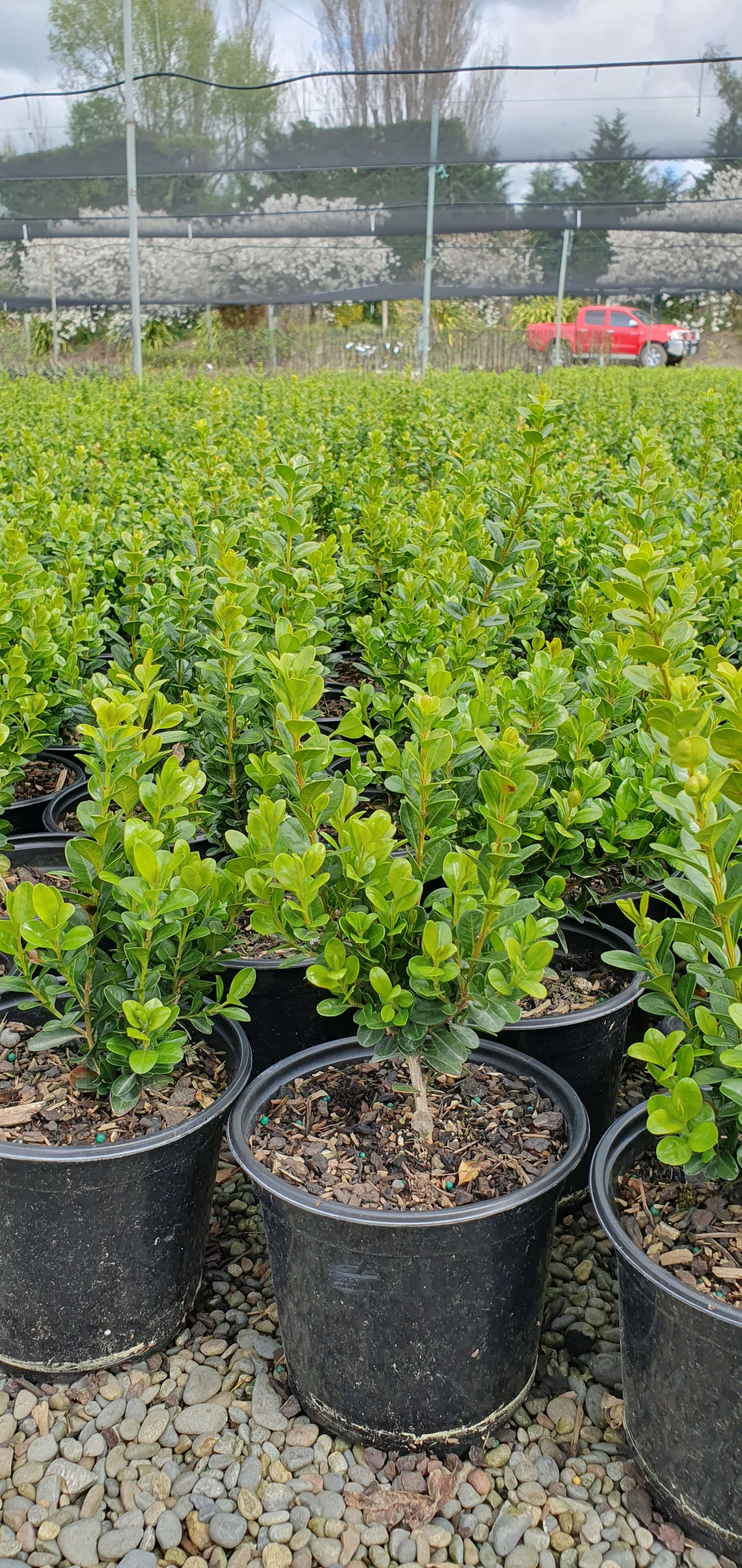Buxus 'Freedom'®