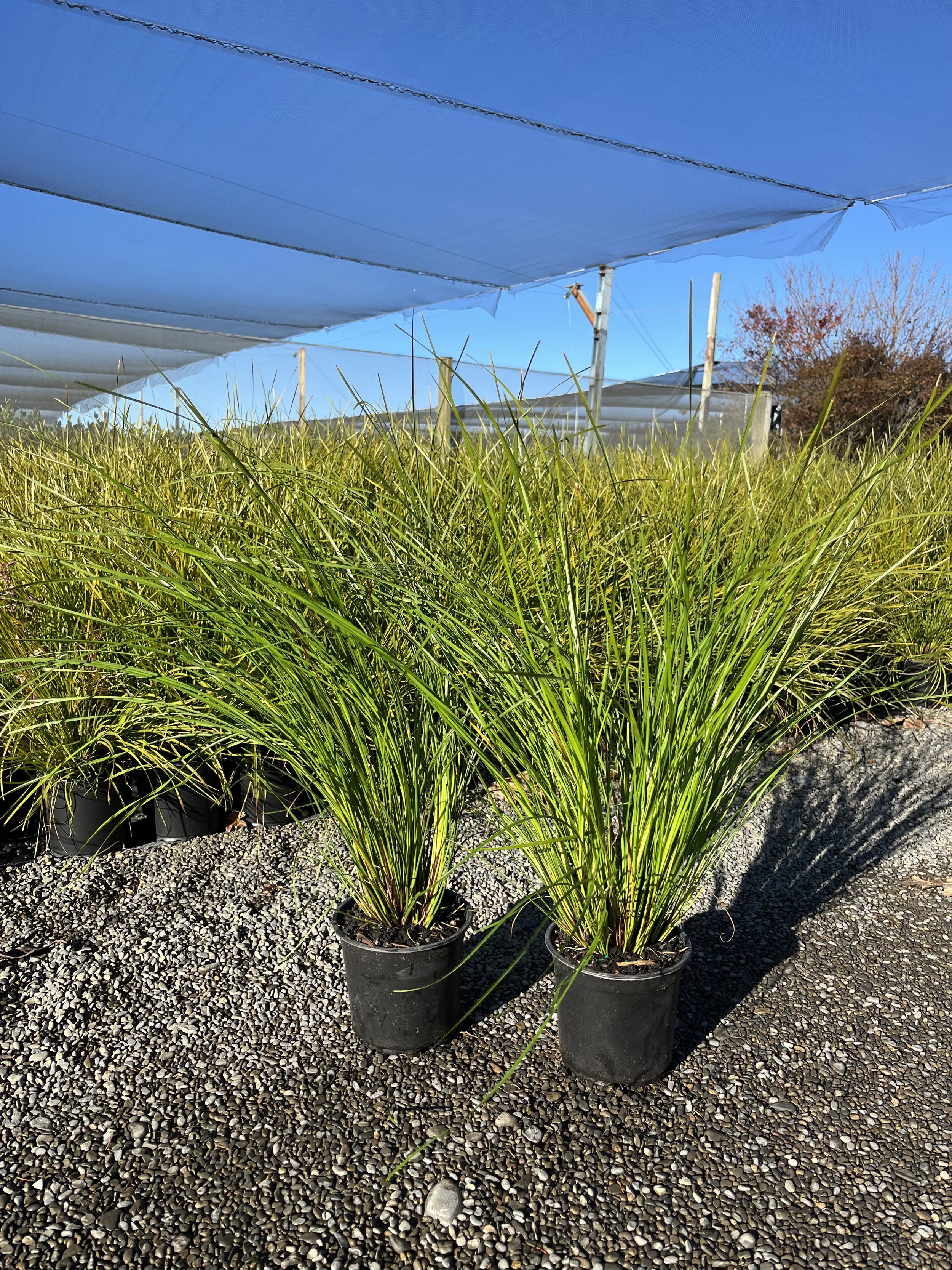 Lomandra 'Tanika'®