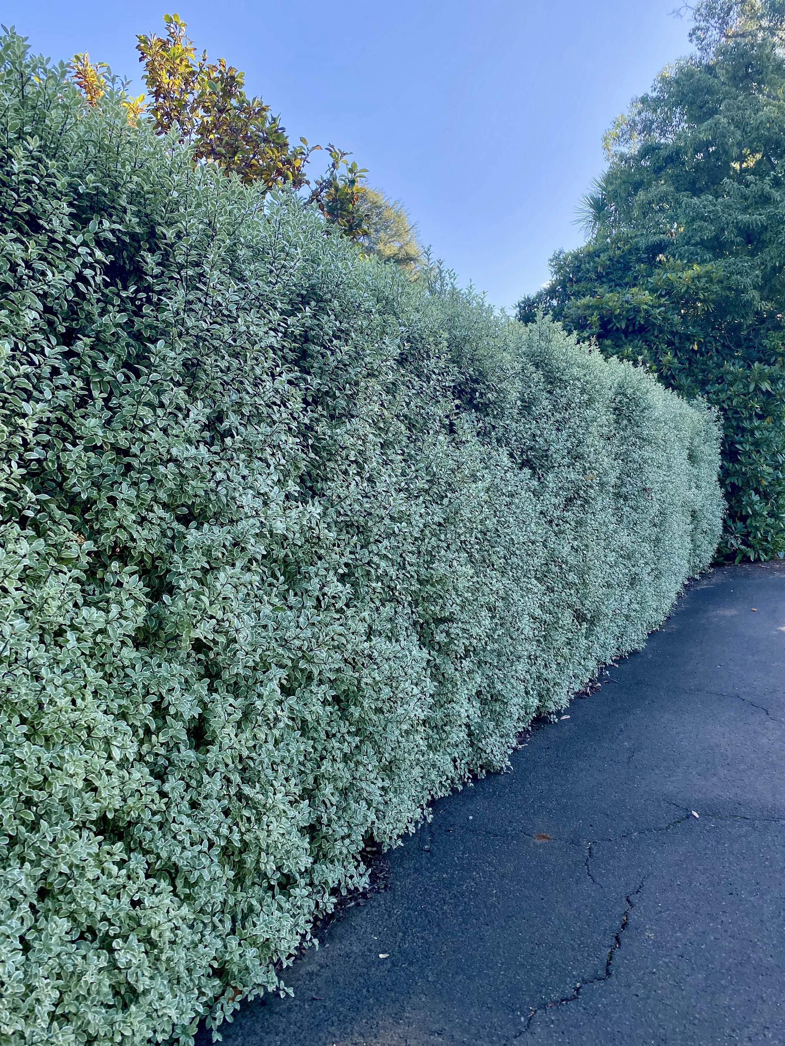 Pittosporum Snow Leopard evergreen variegated hedge with white and green leaves