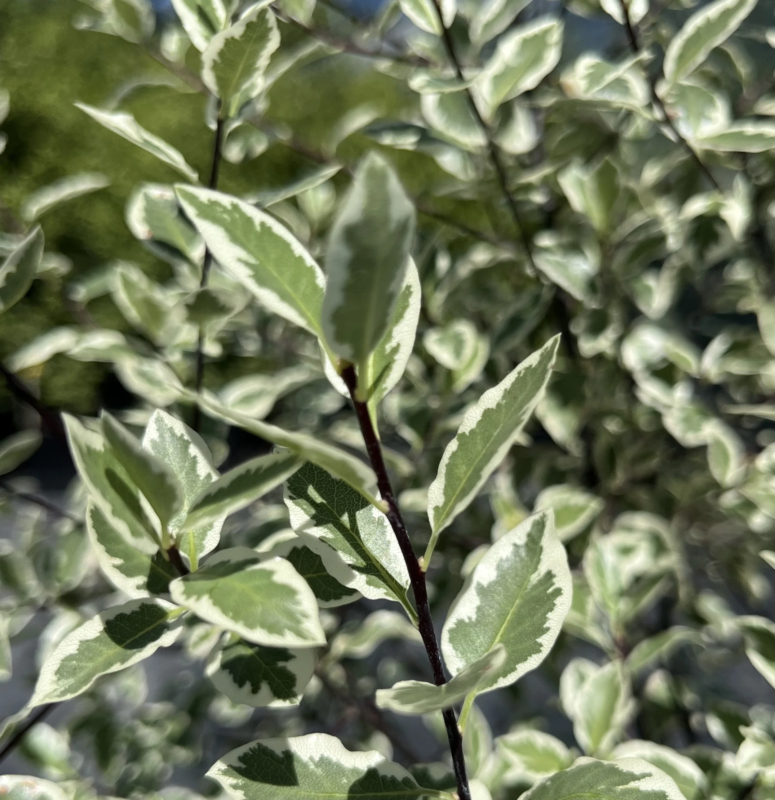 Pittosporum Snow Leopard with clean white variegated foliage