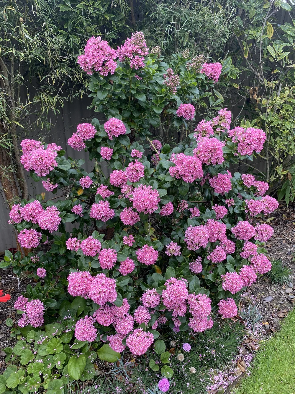 fusain plante Dwarf Burning Bush – Jardineries Botanix