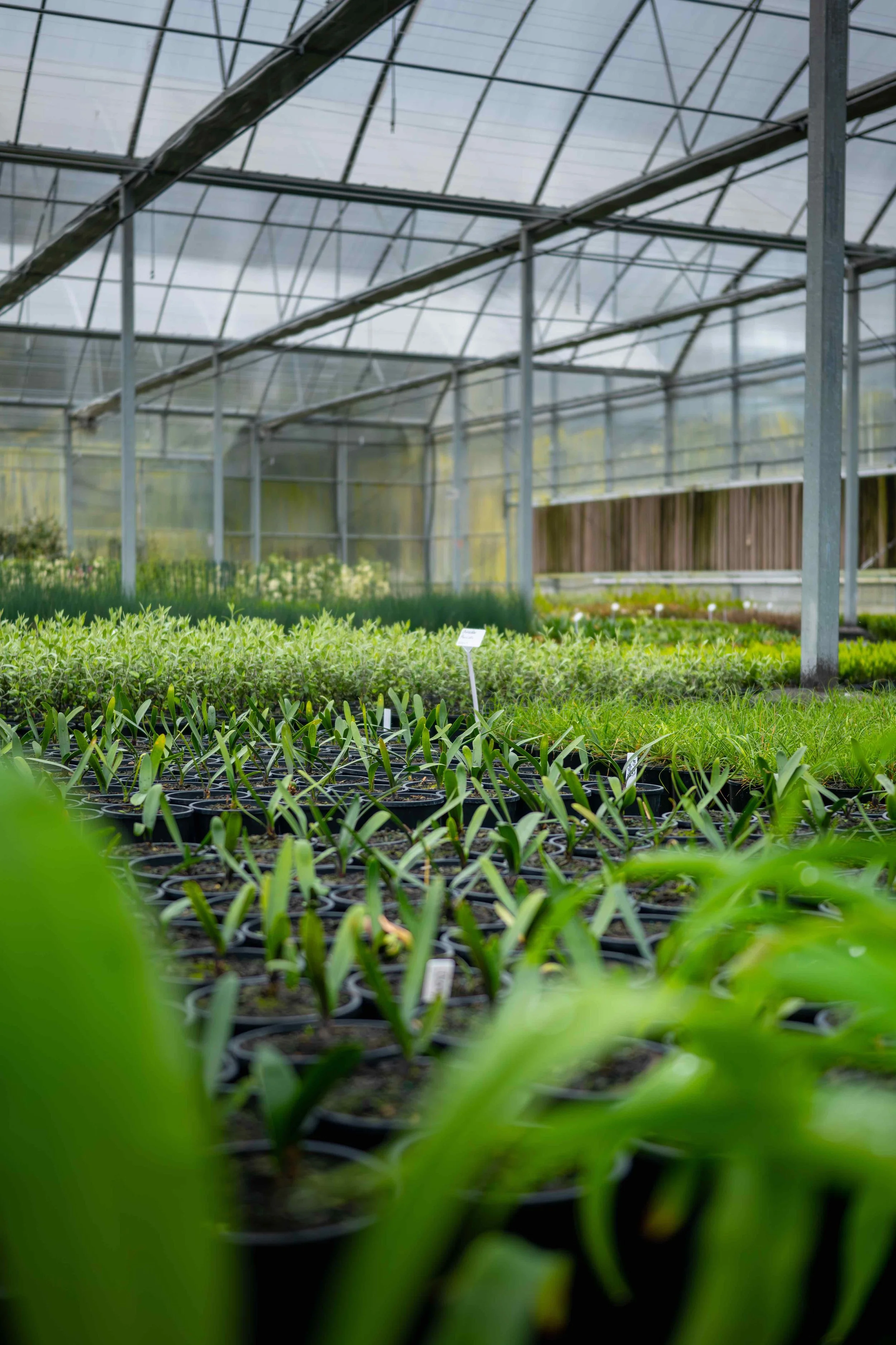 Greenhouse at Elliott's Wholesale Nursery