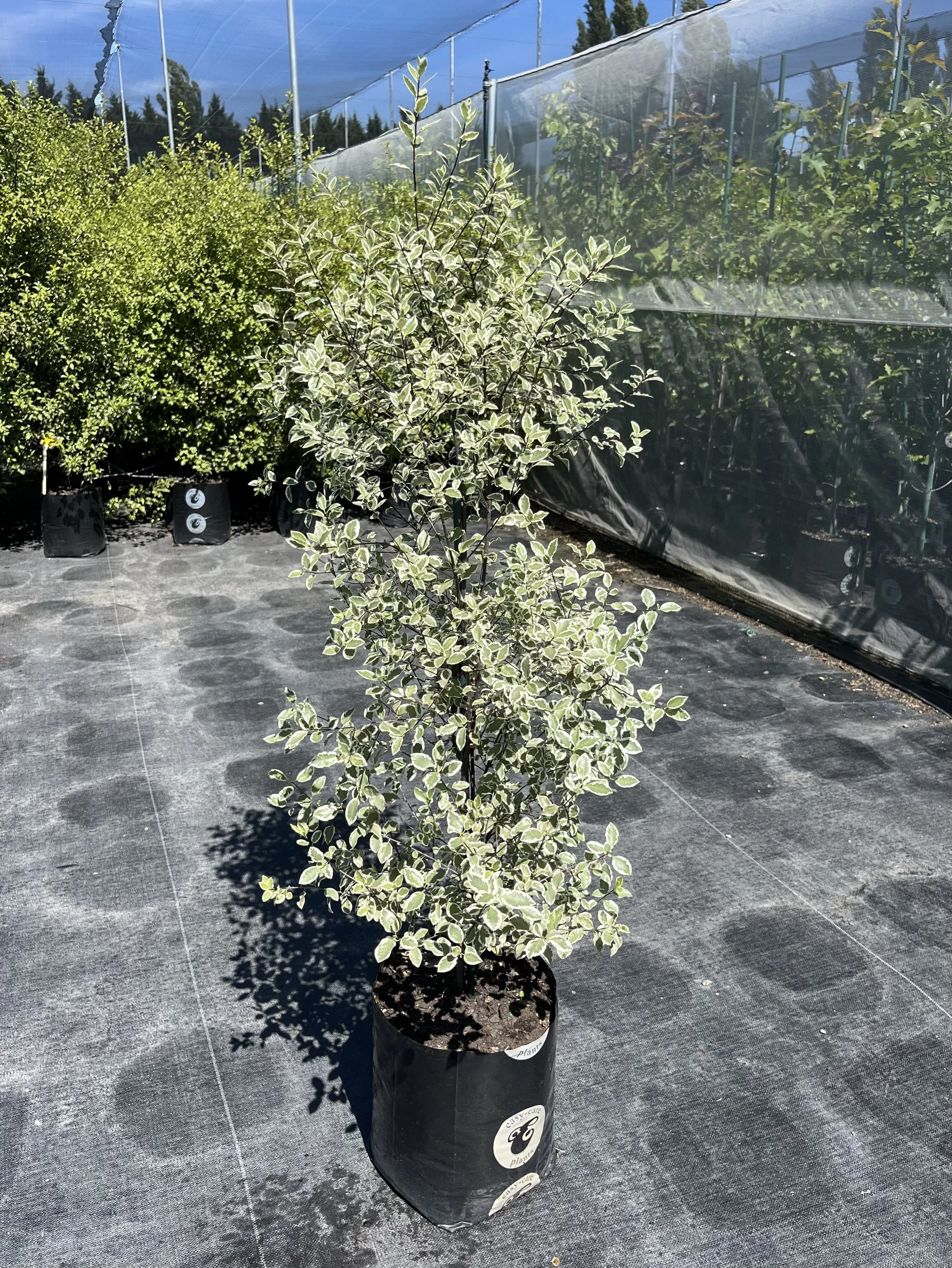 Pittosporum Snow Leopard plants with dense evergreen growth ready for planting