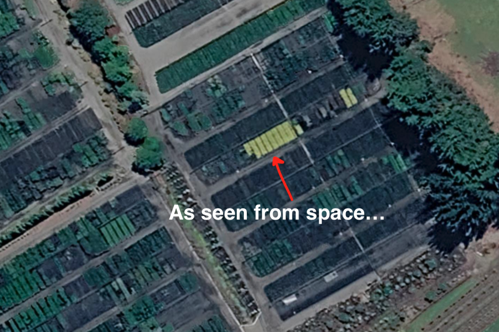 Ligustrum CyberLime as seen from space