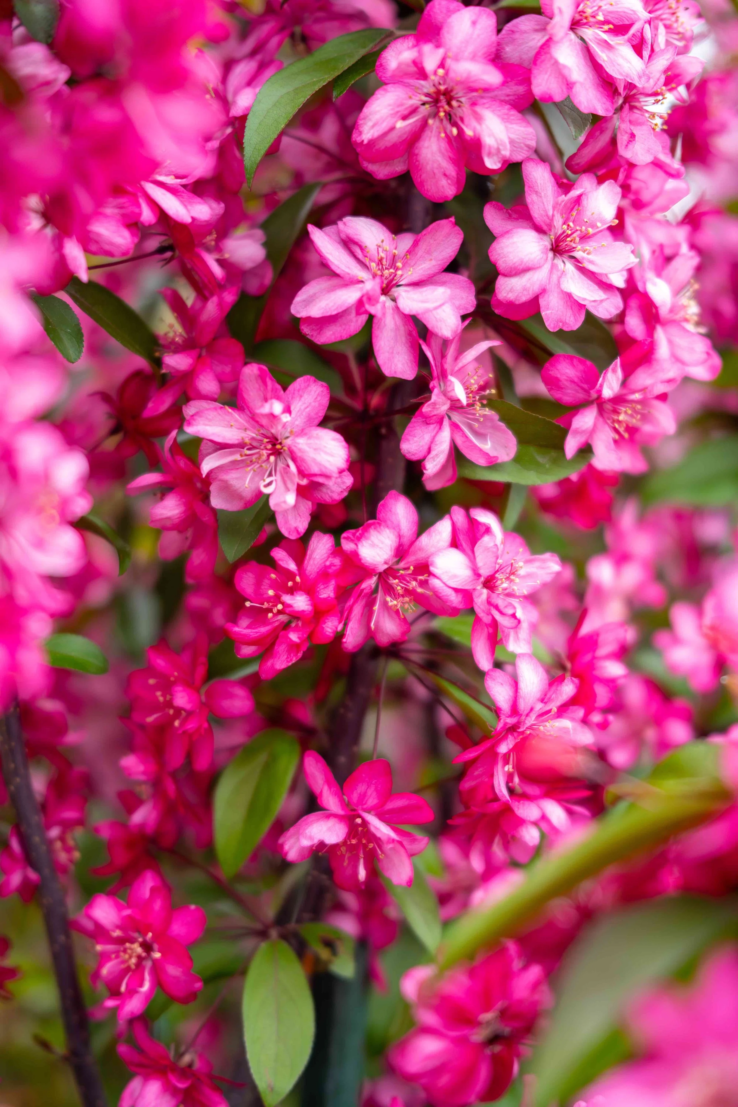 Flowering Malus Flamingo