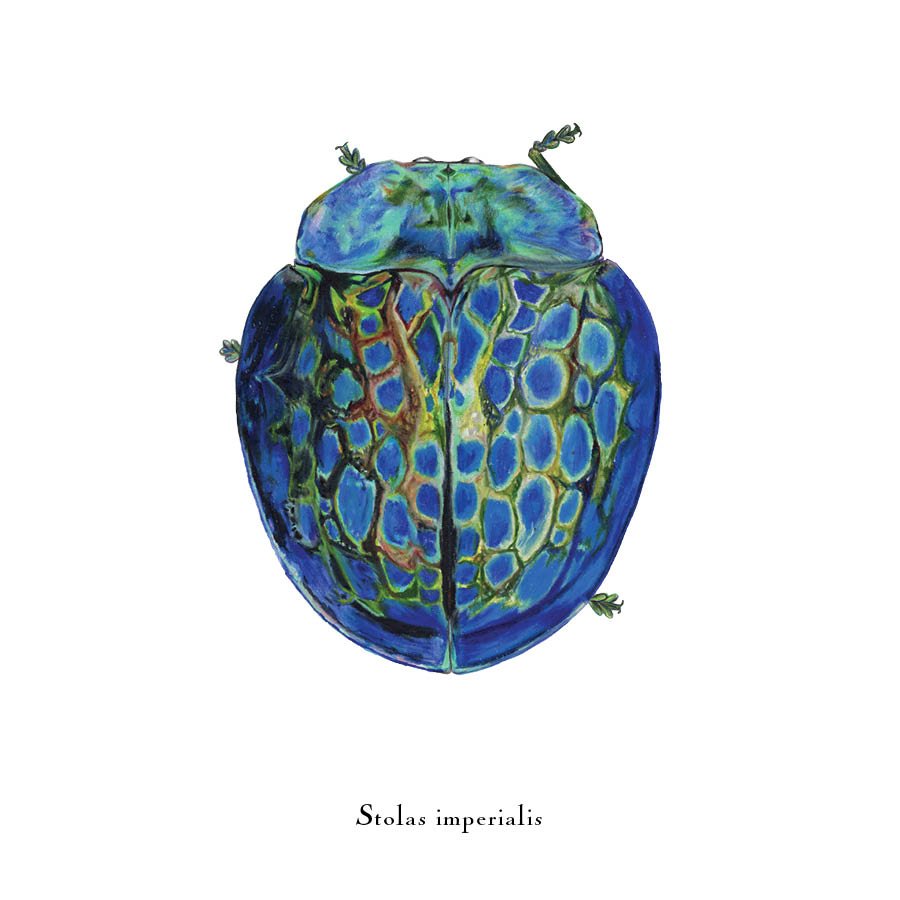 beetle 6.jpg