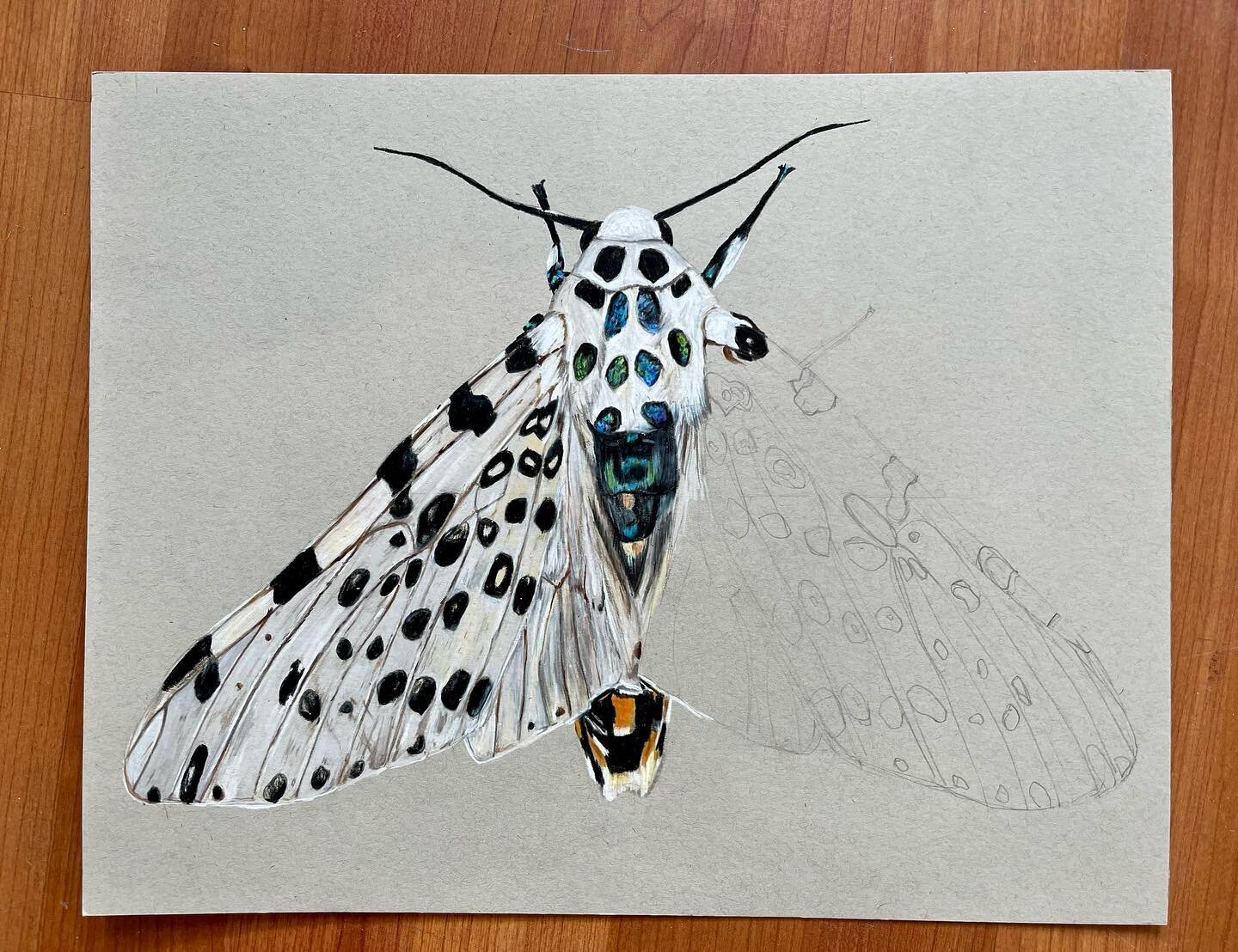 Half finished but already my favorite, translucency and iridescence 😬&mdash;giant leopard moth