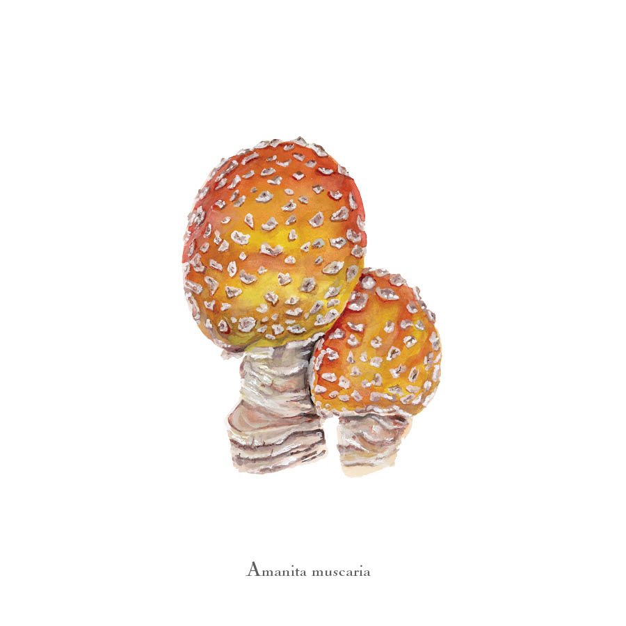 shroom 5.jpg