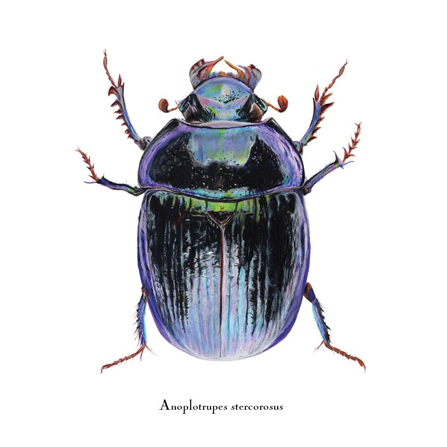 beetle 1.jpg