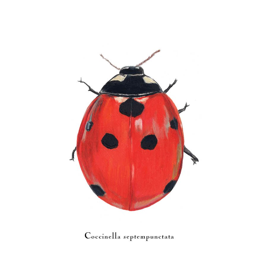 beetle 3.jpg