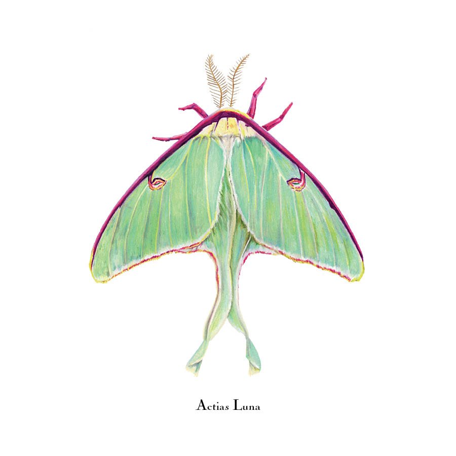 moth 1.jpg