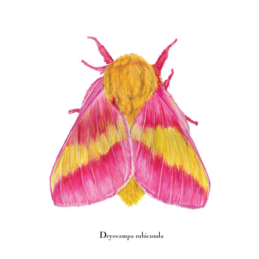 moth 6.jpg