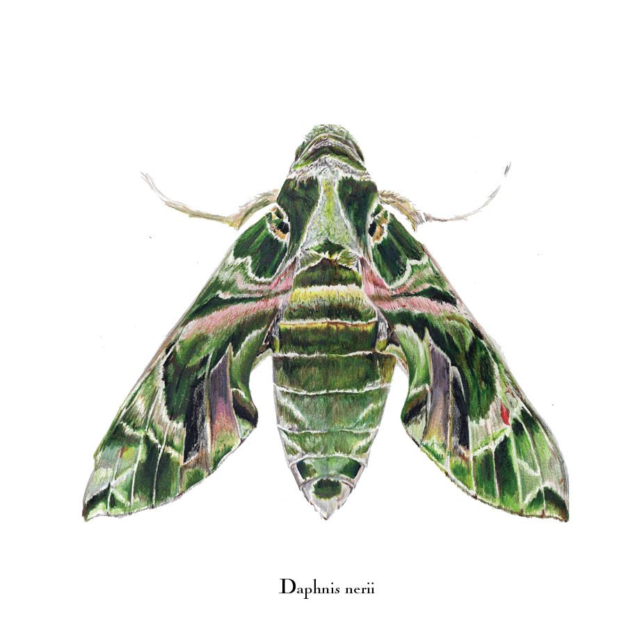 moth 3.jpg