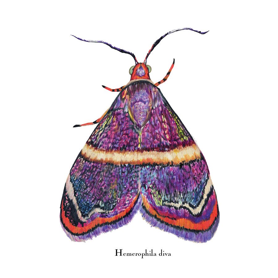 moth 5.jpg