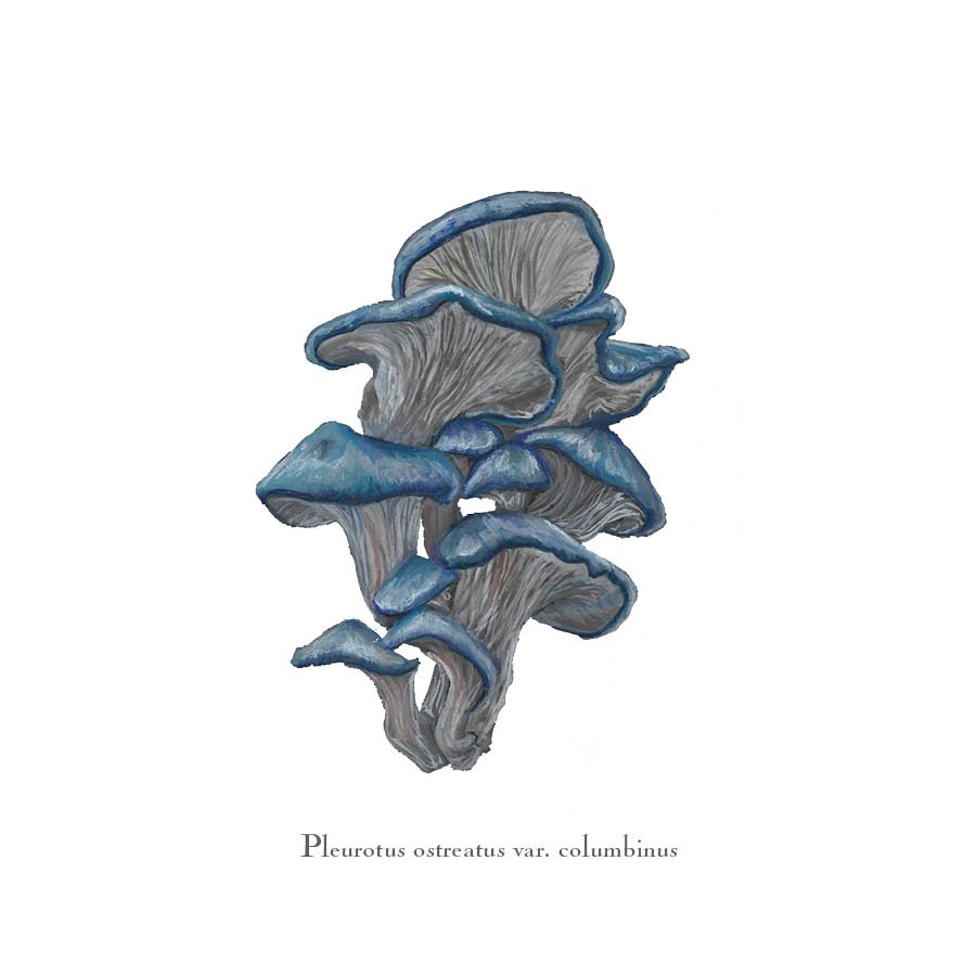 shroom 3.jpg