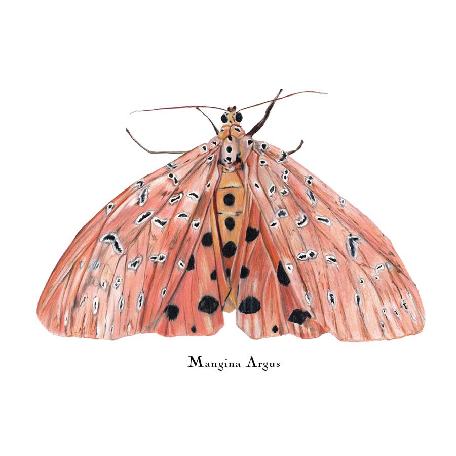 moth 7.jpg