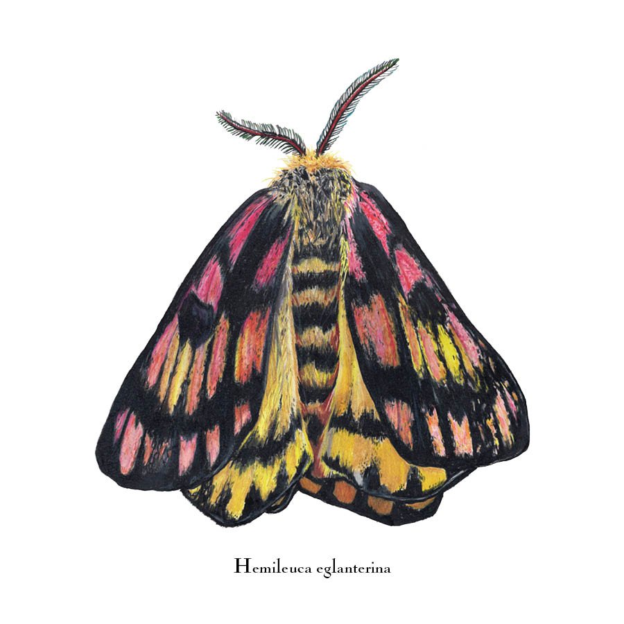 moth 8.jpg