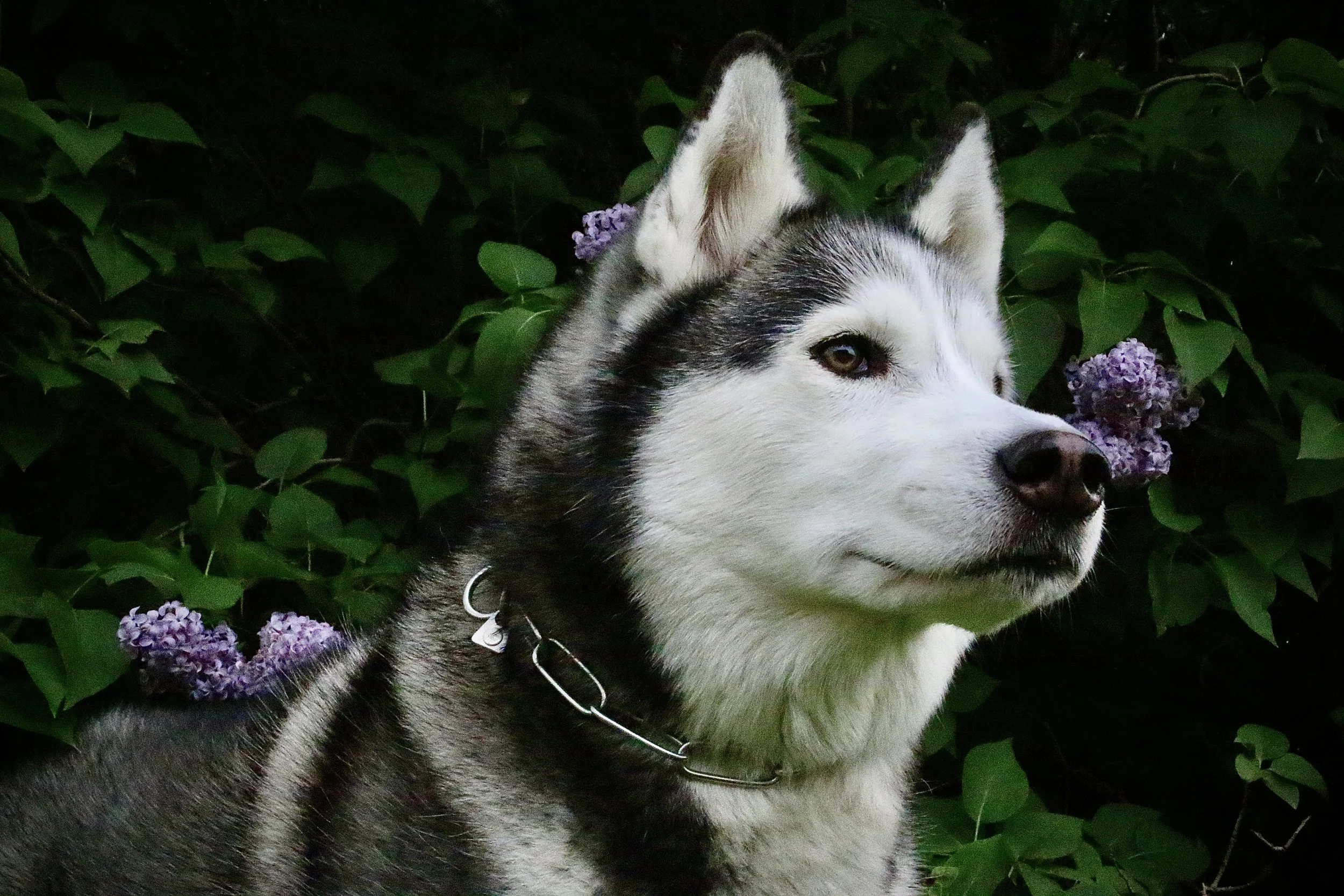 Image of Naya, a black and white Siberian Husky.
