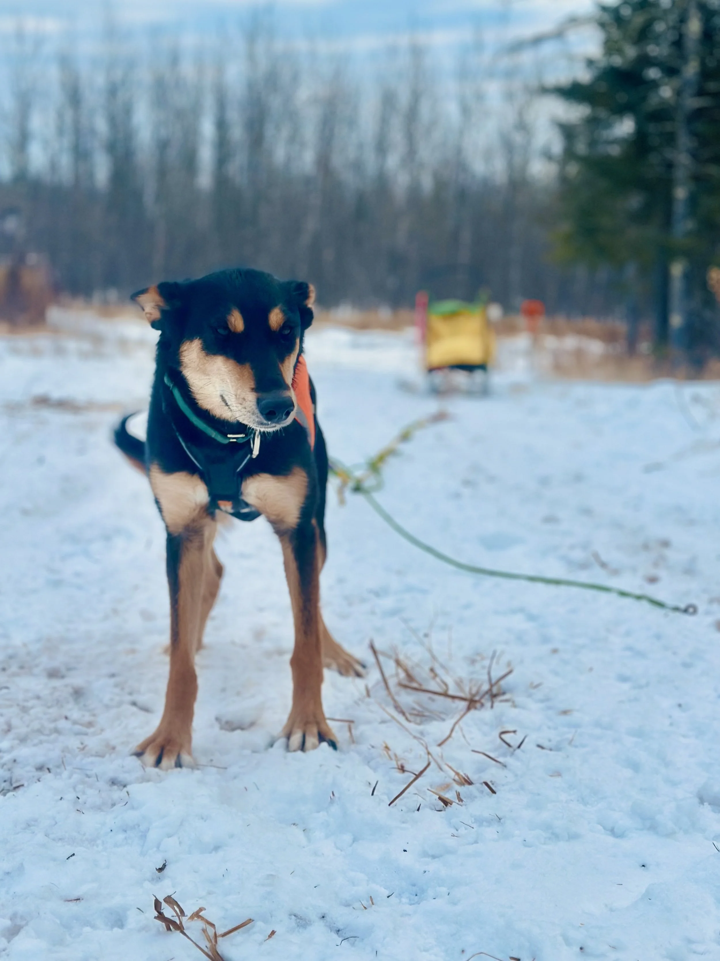 Dog Sponsorship for Beedle