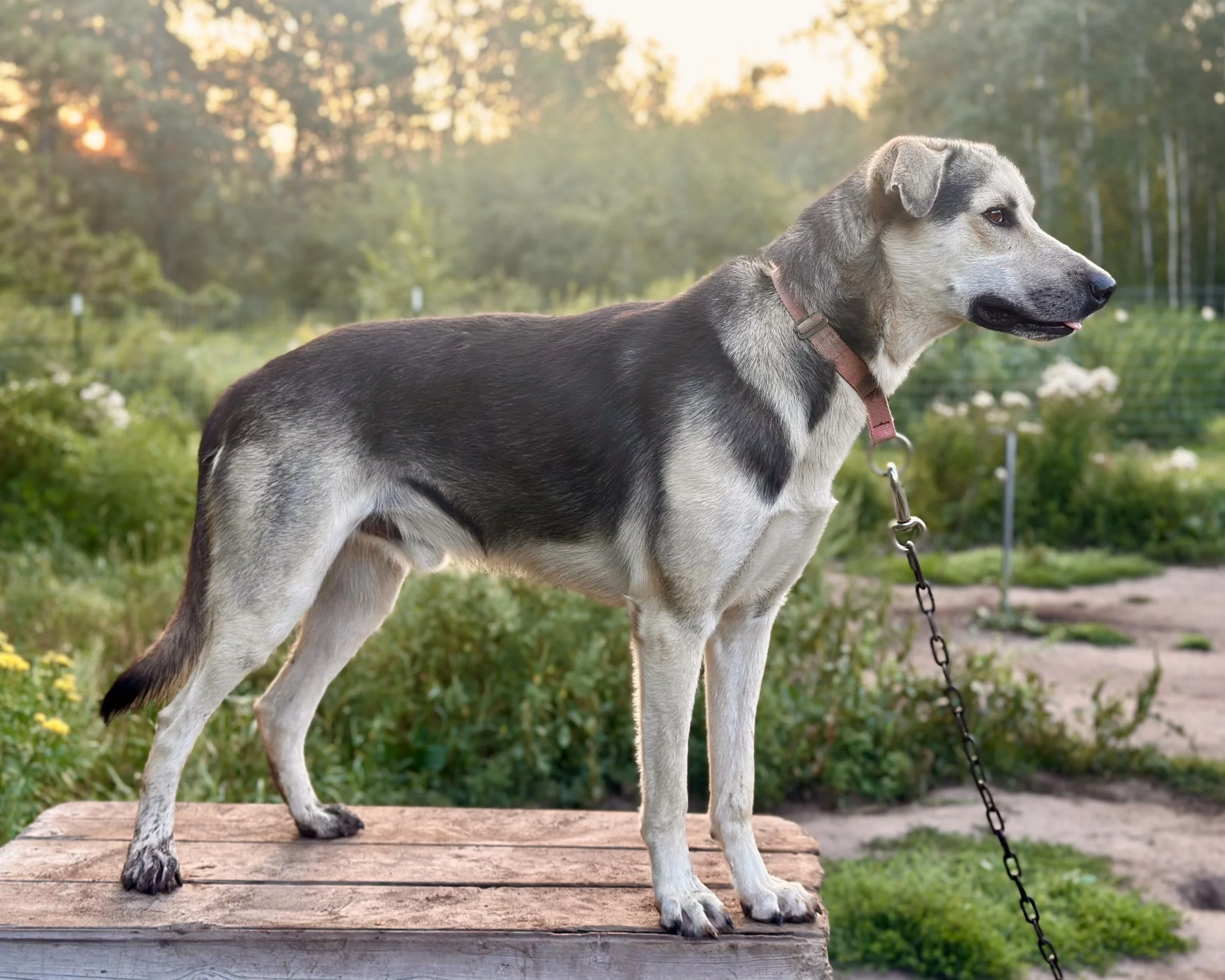 Dog Sponsorship for Finn