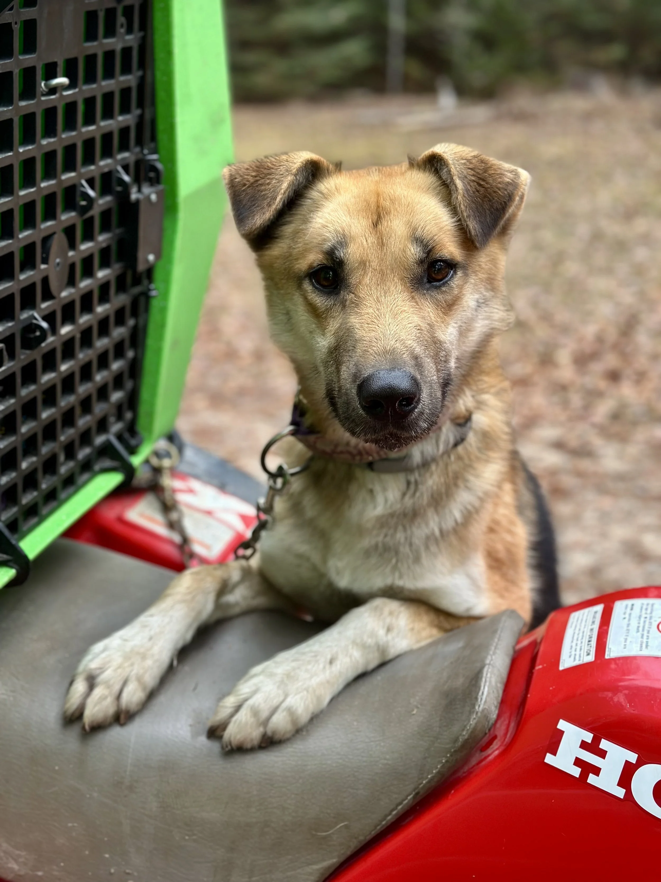 Dog Sponsorship for BMO