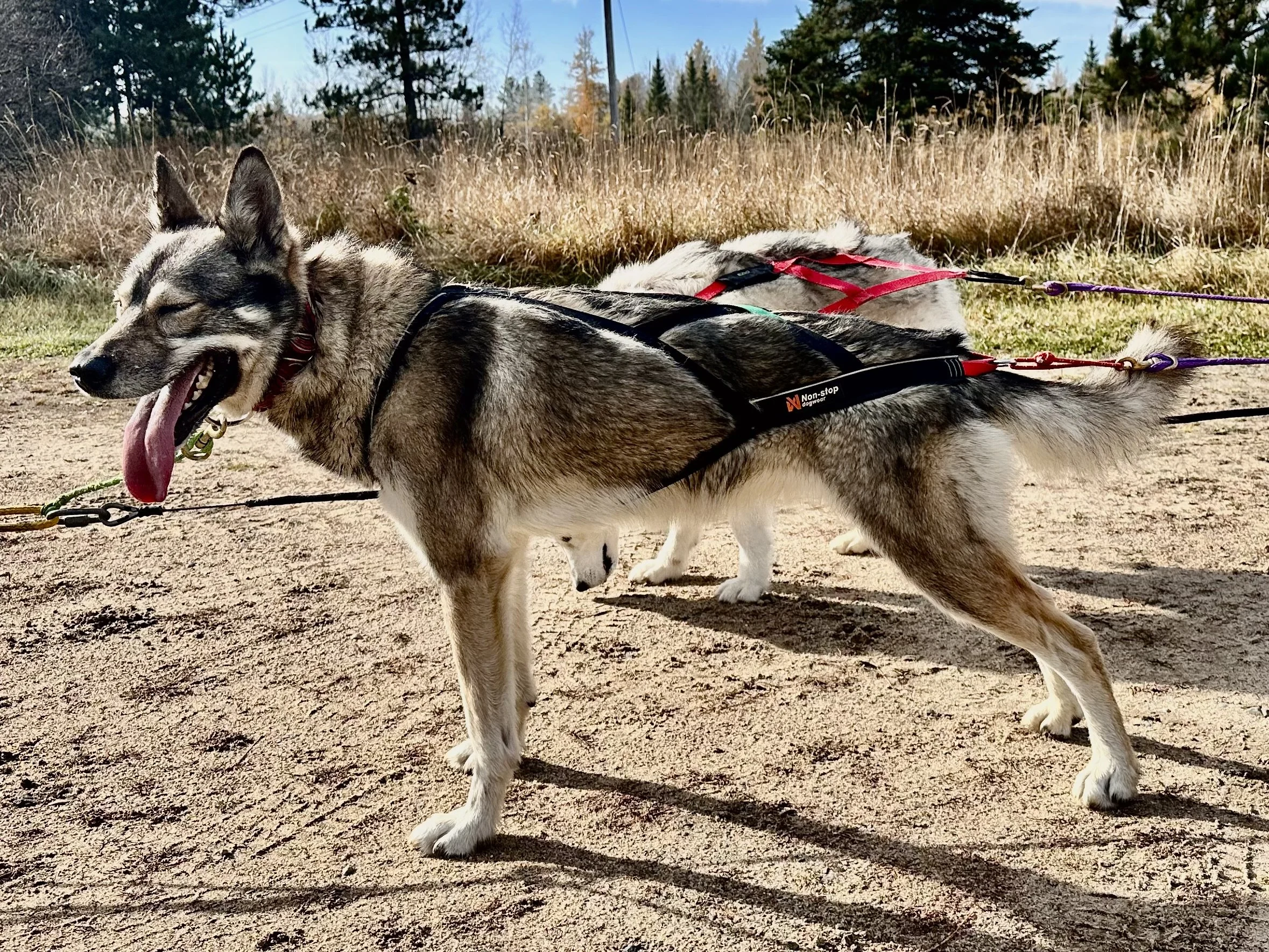 Dog Sponsorship for Dovahkiin