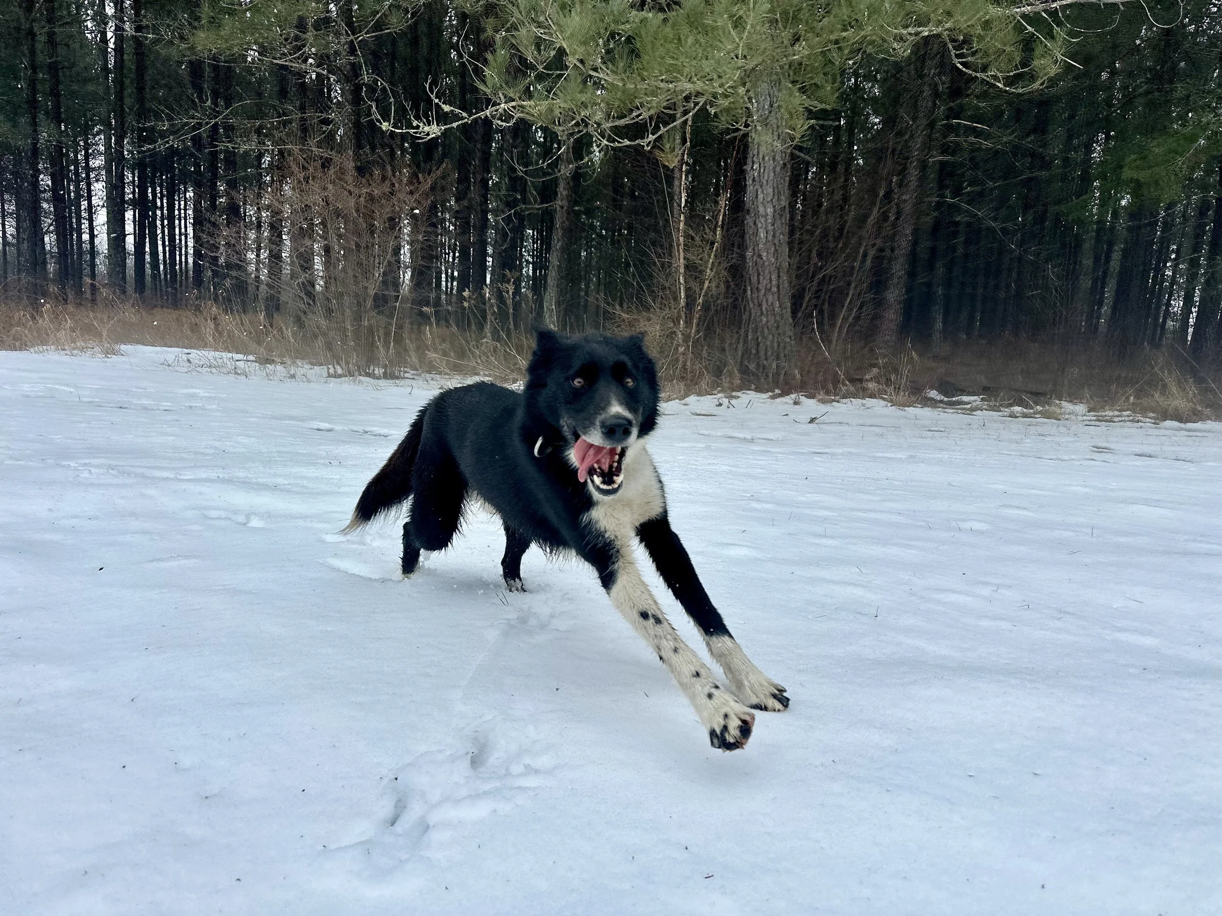 Dog Sponsorship for Cast