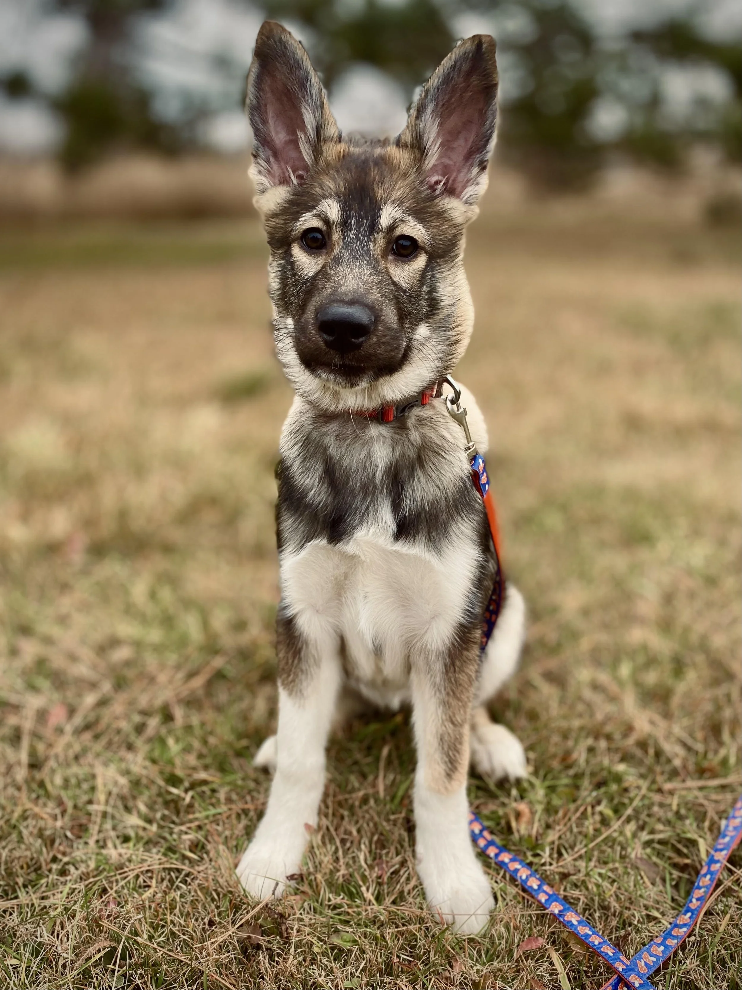 Image of a brown and white Hedlund Husky puppy sitting in the grass with a blue and red leash attached to her red collar.