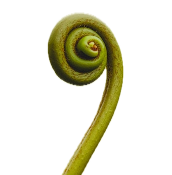 eli-hirtzel-_J2_9rJRPak-unsplash.png