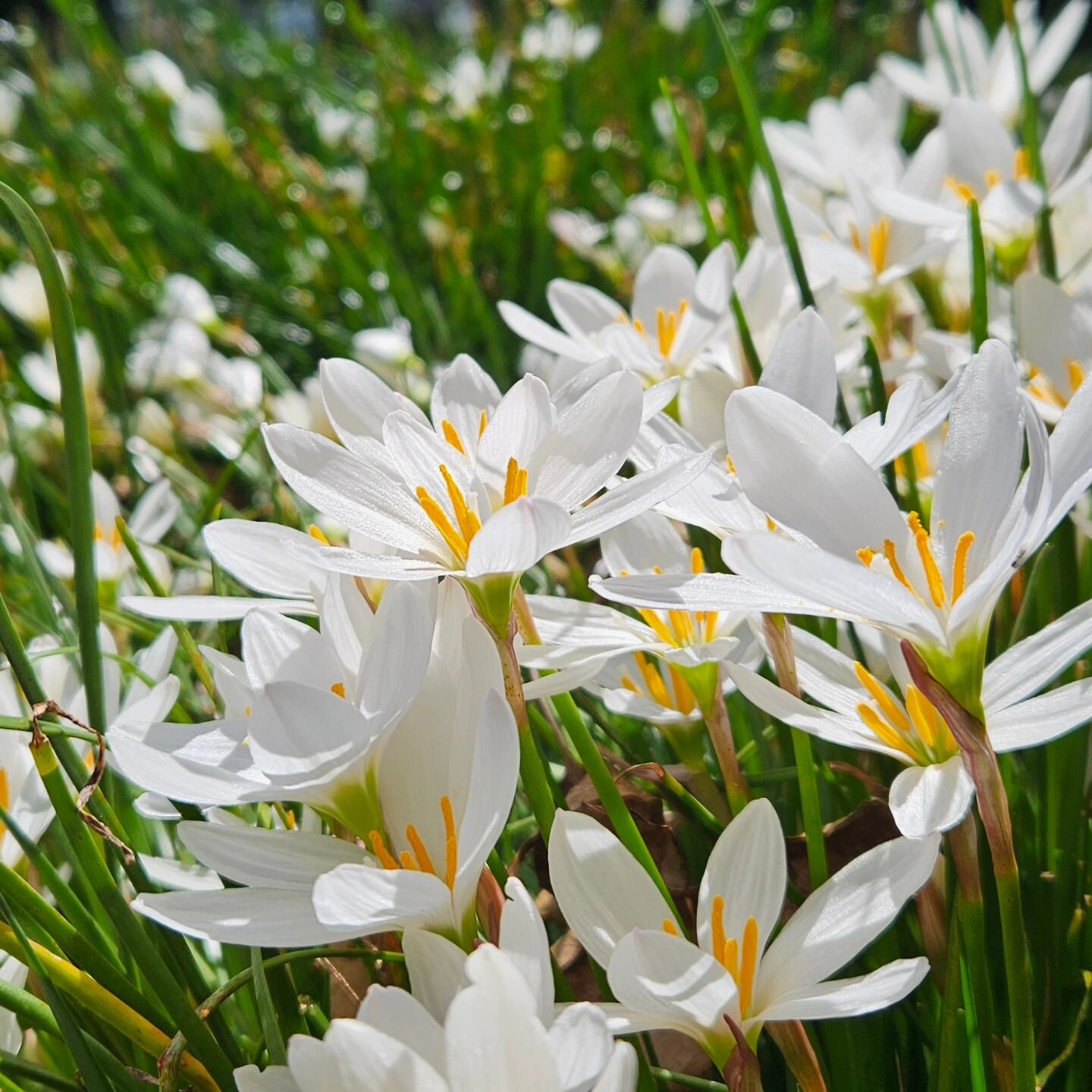 Beautiful Rain Lilies on a sunny day 🥰☀️

#zephyranthescandida #rainlily #rainlilyflower #grasshoppergardensltd #gardensnz #gardening #commerciallandscaping #commercialgardening #gardens #gardenersworld #gardenerslife #flowersofinstagram #flowerpowe