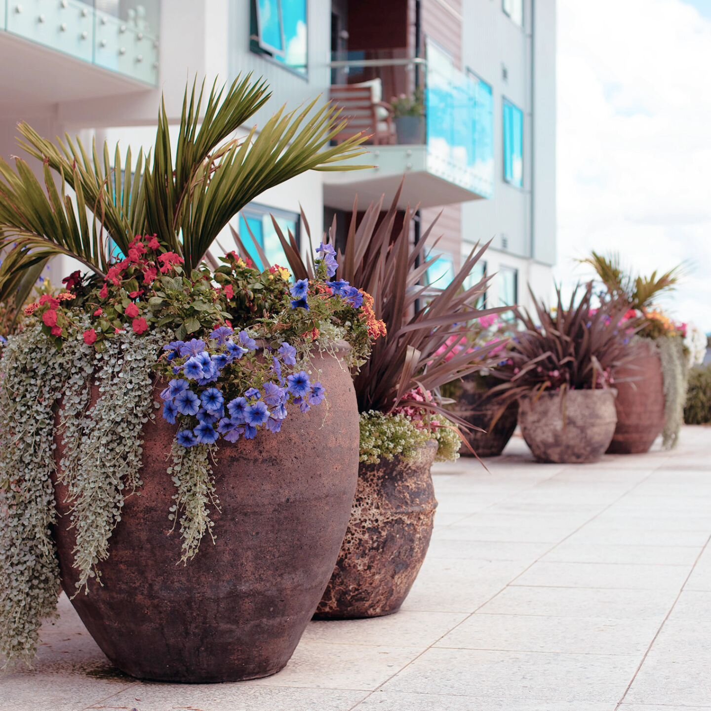 We are loving these overflowing pots- and so is the client!

#commerciallandscaping #commercialgarden #commercialgardening #plantsmakepeoplehappy #plantlovers #gardensnz #gardens #gardening #gardenlove #gardenersofinstagram #gardenerslife #potsandpla