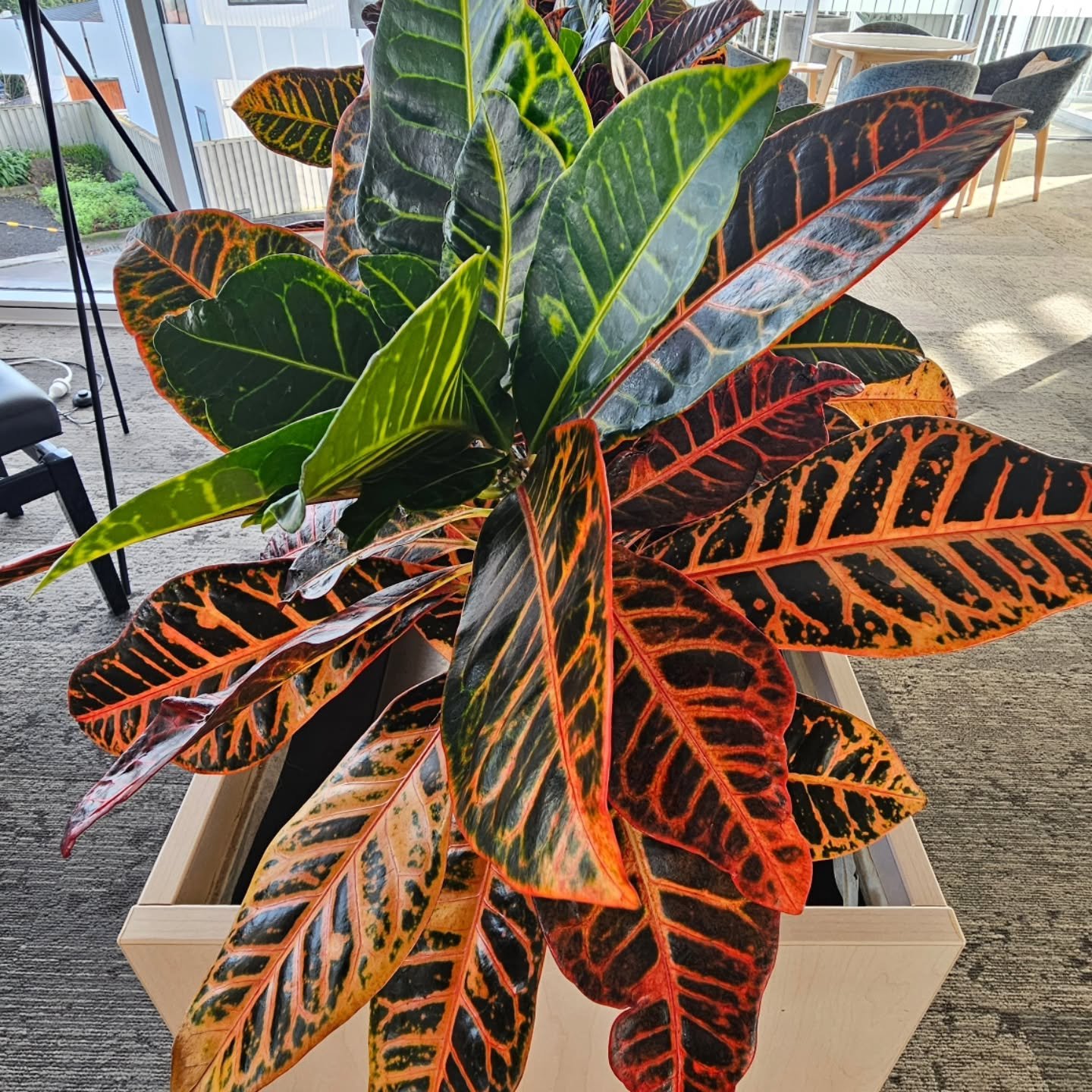 Croton baby 😍 #indoorplantstyling #indoorplant #indoorplantsofinstagram #indoorplantnz #indoorliving #indoorgardening #croton #plantsmakepeoplehappy #plants #grasshoppergardensltd #commerciallandscaping