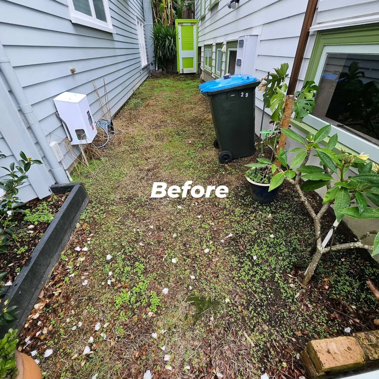 Before and After #tidythatshitup 

#grasshoppergardensltd #gardening #gardensnz #gardeners #gardenerslife #residentialgardendesign #residentialgardenmaintenance
