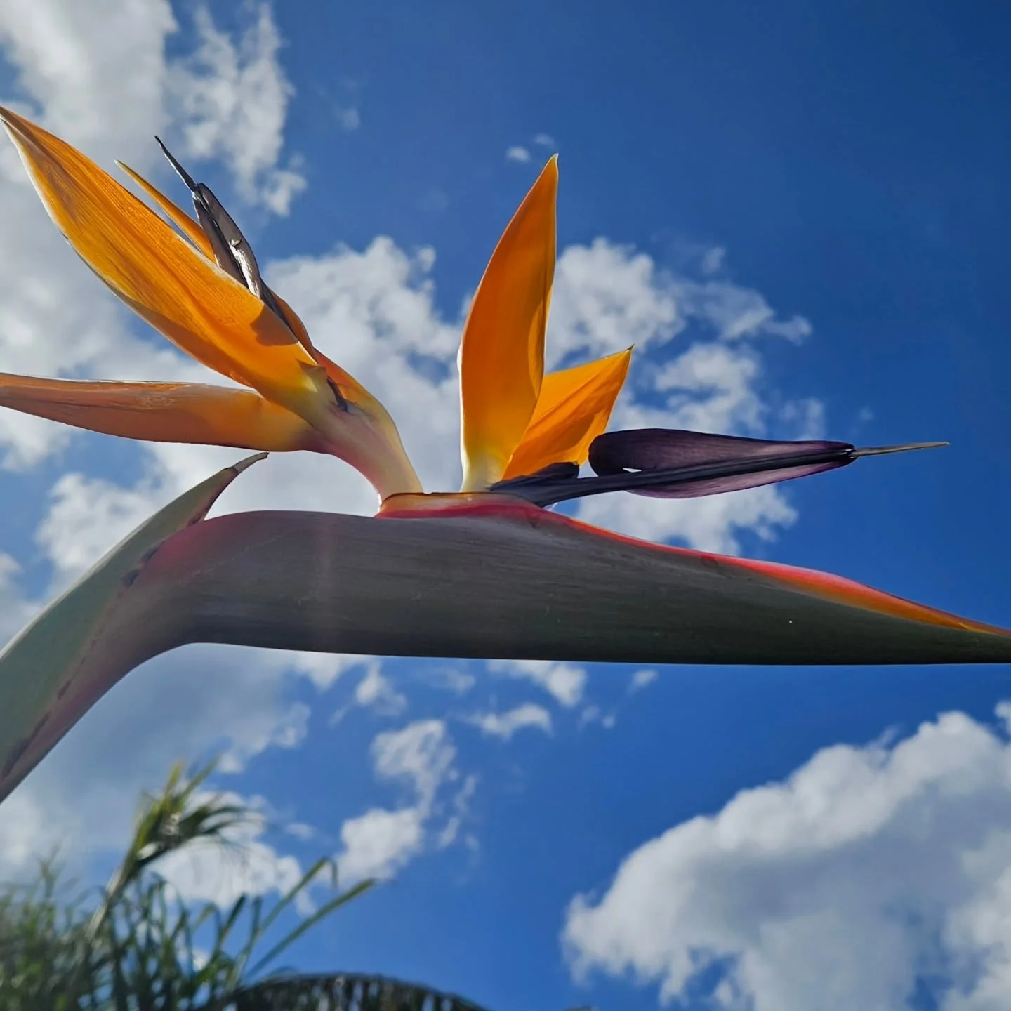 #strelitzia aka bird of paradise ✨️ 

#grasshoppergardensltd #gardens #gardening ##commercialgarden #commerciallandscaping #commercialgardening #grasshoppergardensltd #flowers #flowerpower #flowerlovers #flowersofinstagram #flowersinbloom