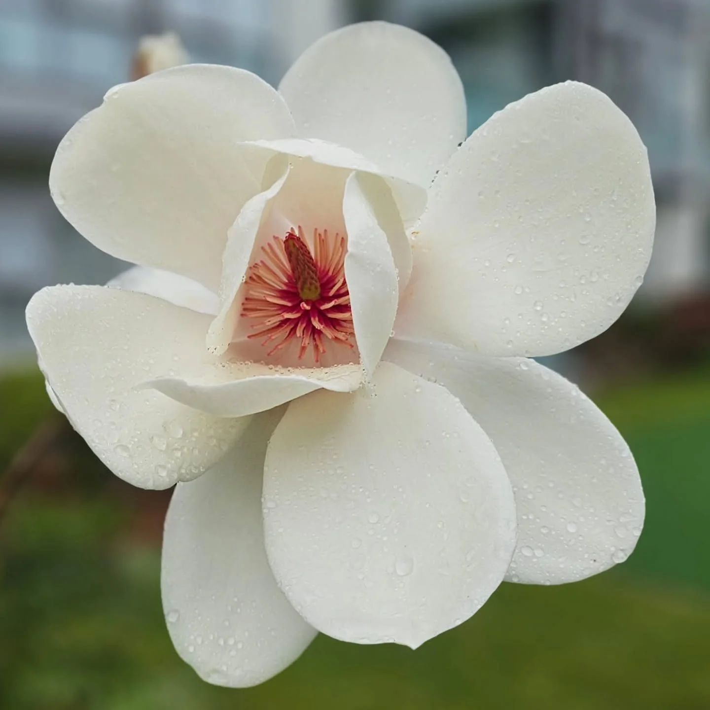 Perfect 

#magnoliabloom #grasshoppergardensltd #gardening #gardens #gardensnz #flowerstagram #flowers #flowers