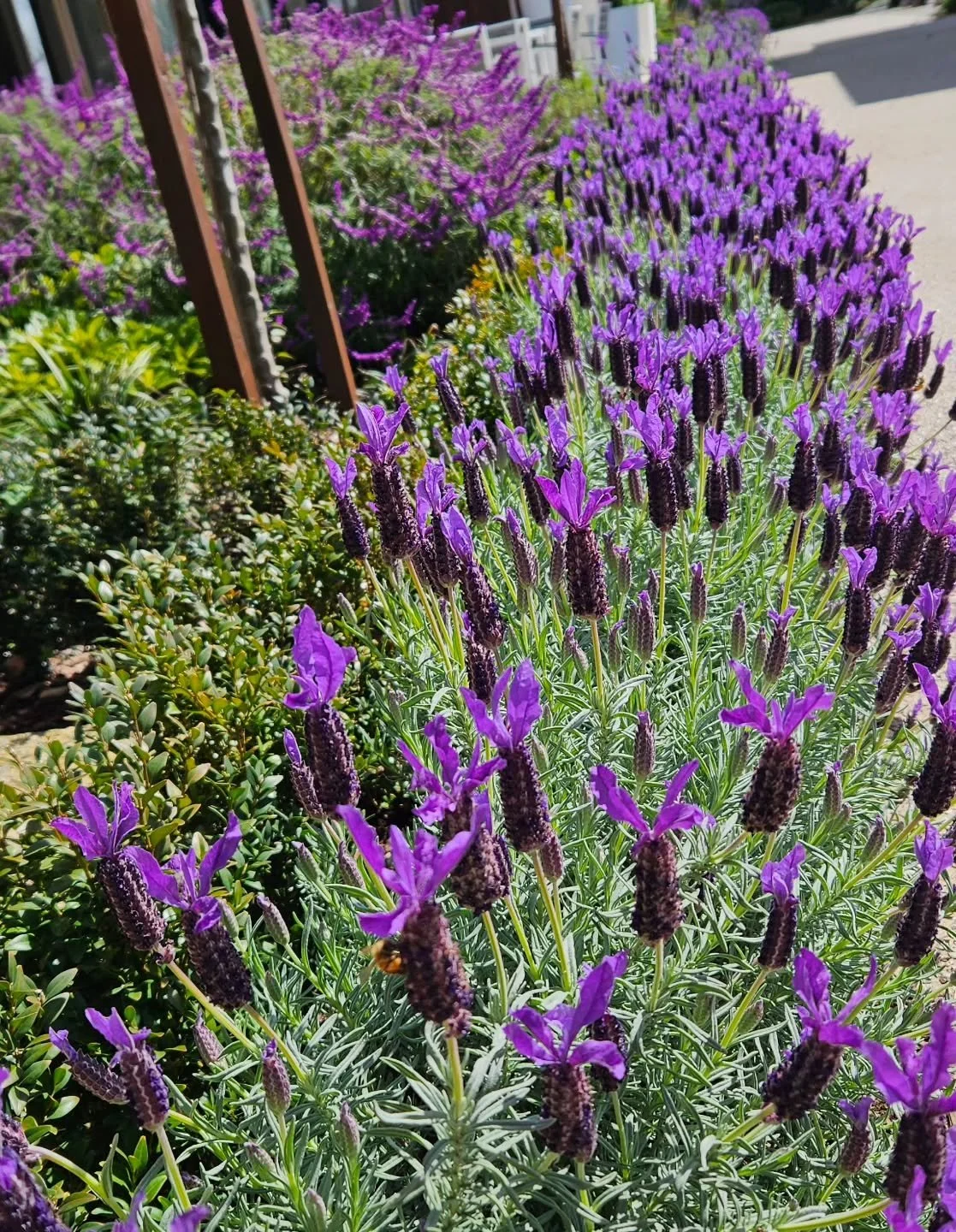 Love the purple in the gardens! 

#lavender #Salvia #commerciallandscaping #commercialgardening #commercialgarden #flowerstagram #flowerphotography #flowerlovers #purpleflowers💜