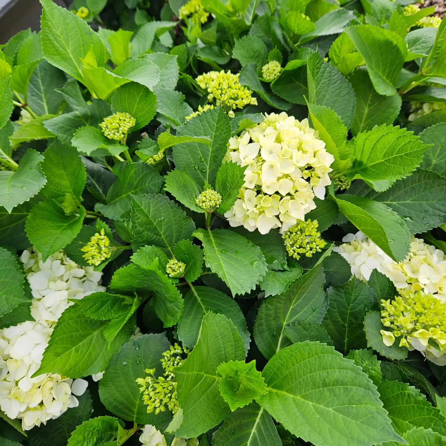 Exciting!!
Hydrangeas starting to pop!

#grasshoppergardensltd #gardening #hydrangeas #spring #springgardens #gardensnz #gardener