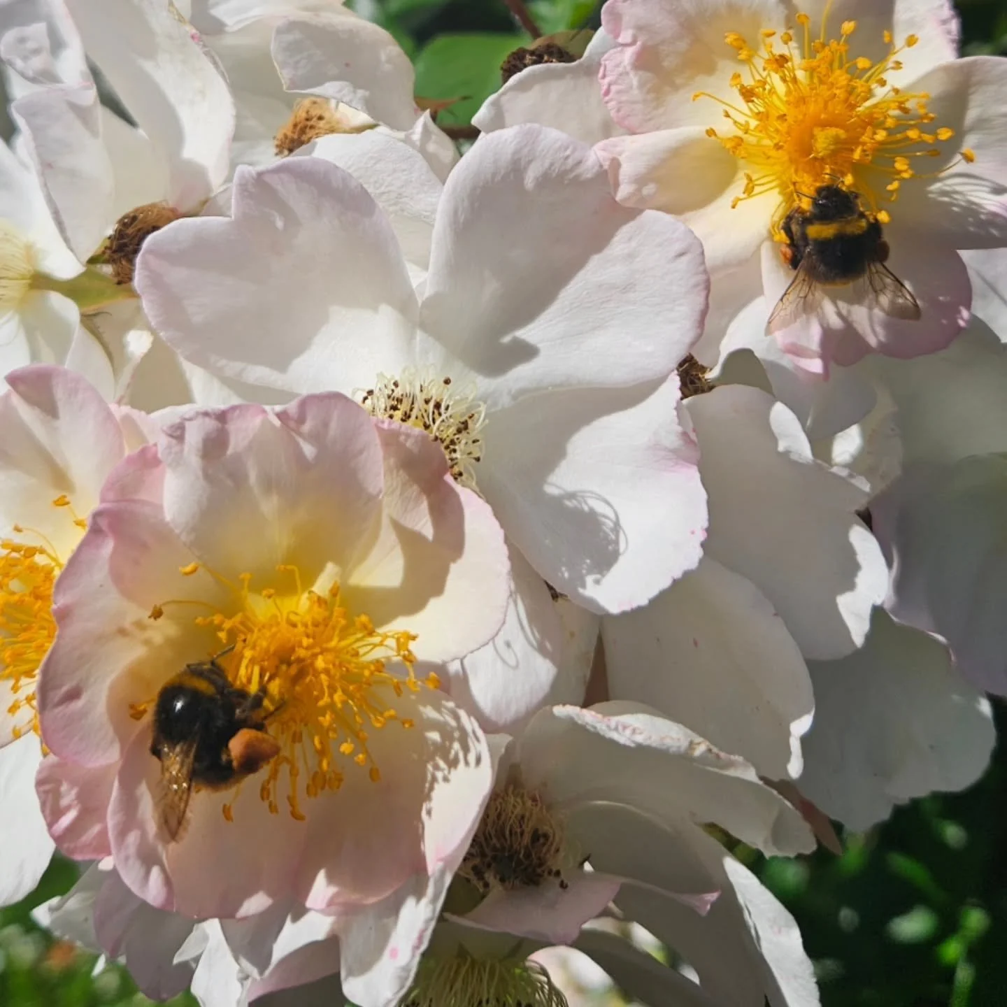 Double Bumble 🐝 

#gardens #gardening #grasshoppergardensltd #gardeners #gardensnz #gardenerslife🌱 #bumblebee🐝 #rose