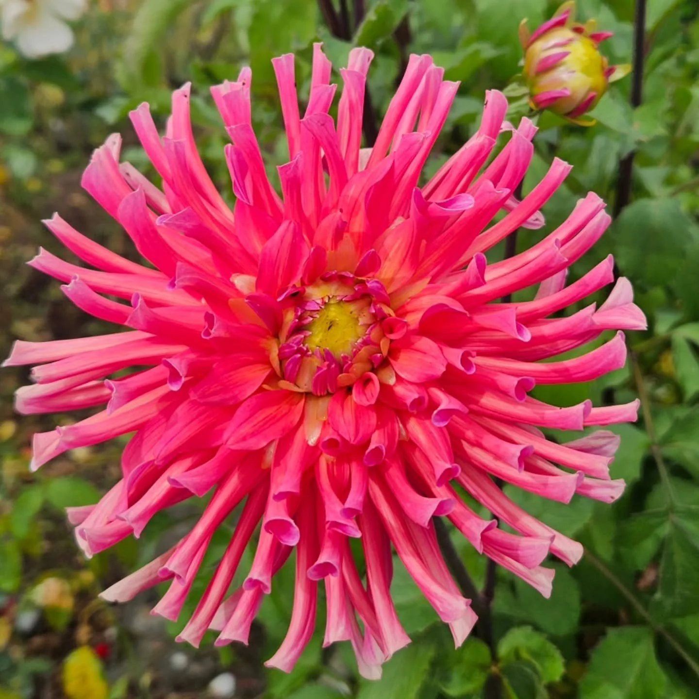 Perfect 

#grasshoppergardensltd #flowers #summergardens