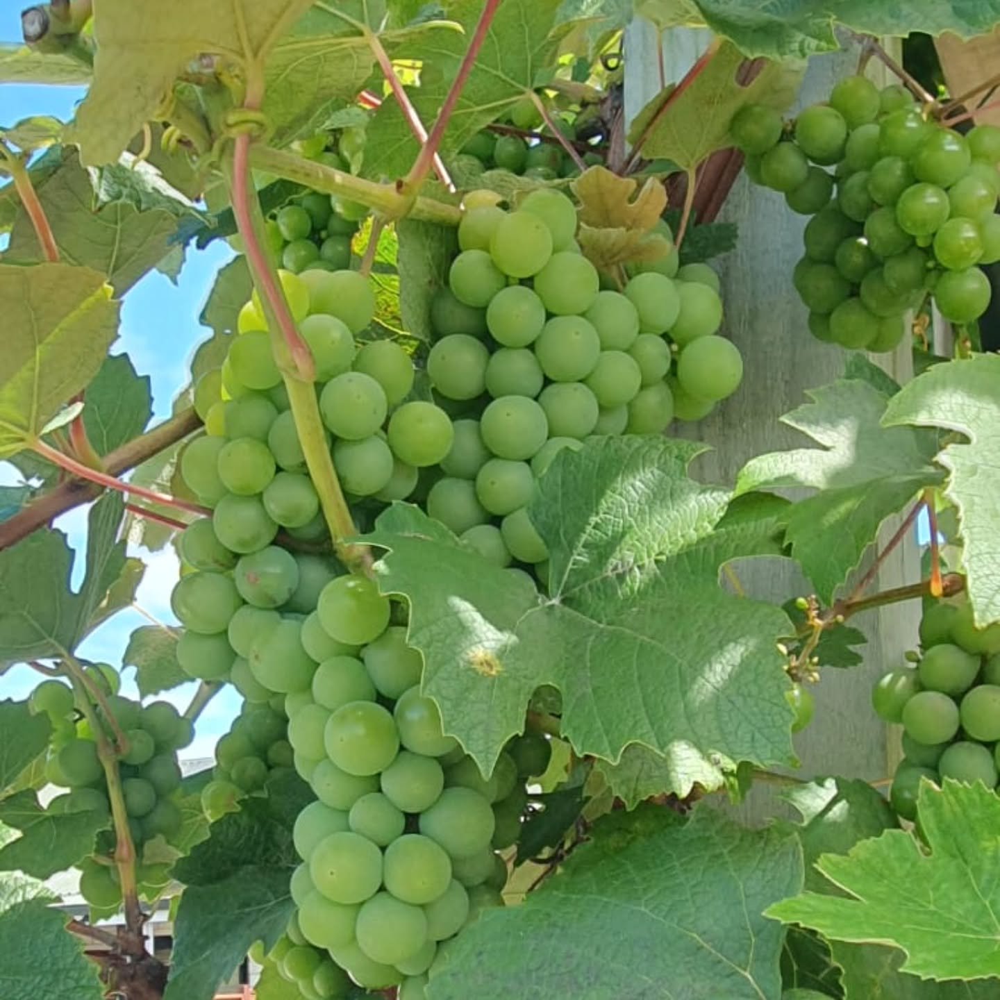 Sweet summer views in Nelson 🍇😍