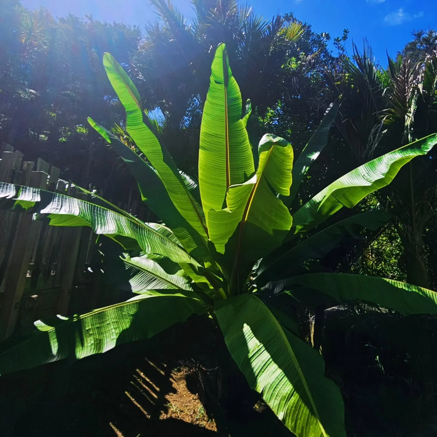 🍌 
She's a GIANT

#tropicalgardens #commerciallandscaping #commercialgarden #grasshoppergardensltd