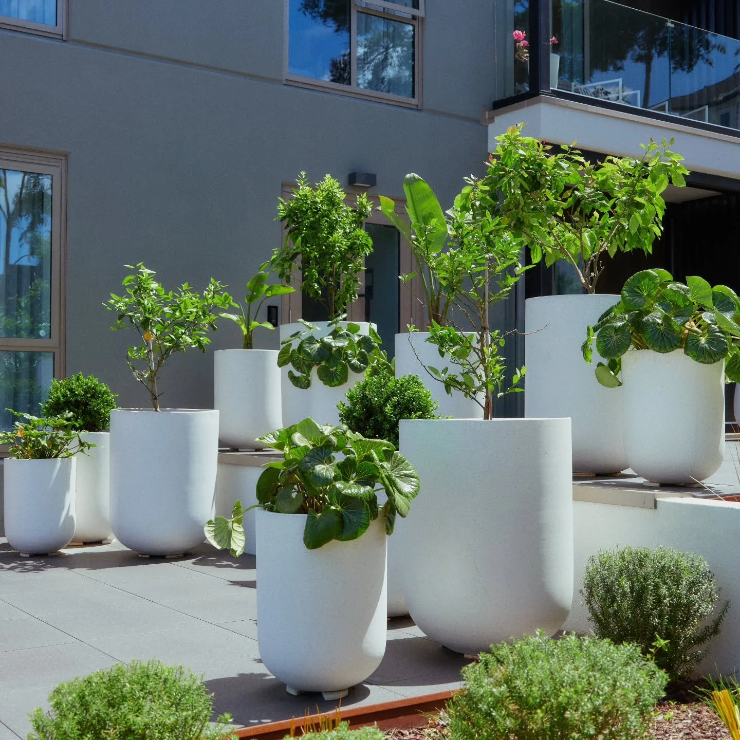 Statement pots making a statement 

#grasshoppergardensltd #commerciallandscaping #commercialgarden #commercialgardening #potsandplants