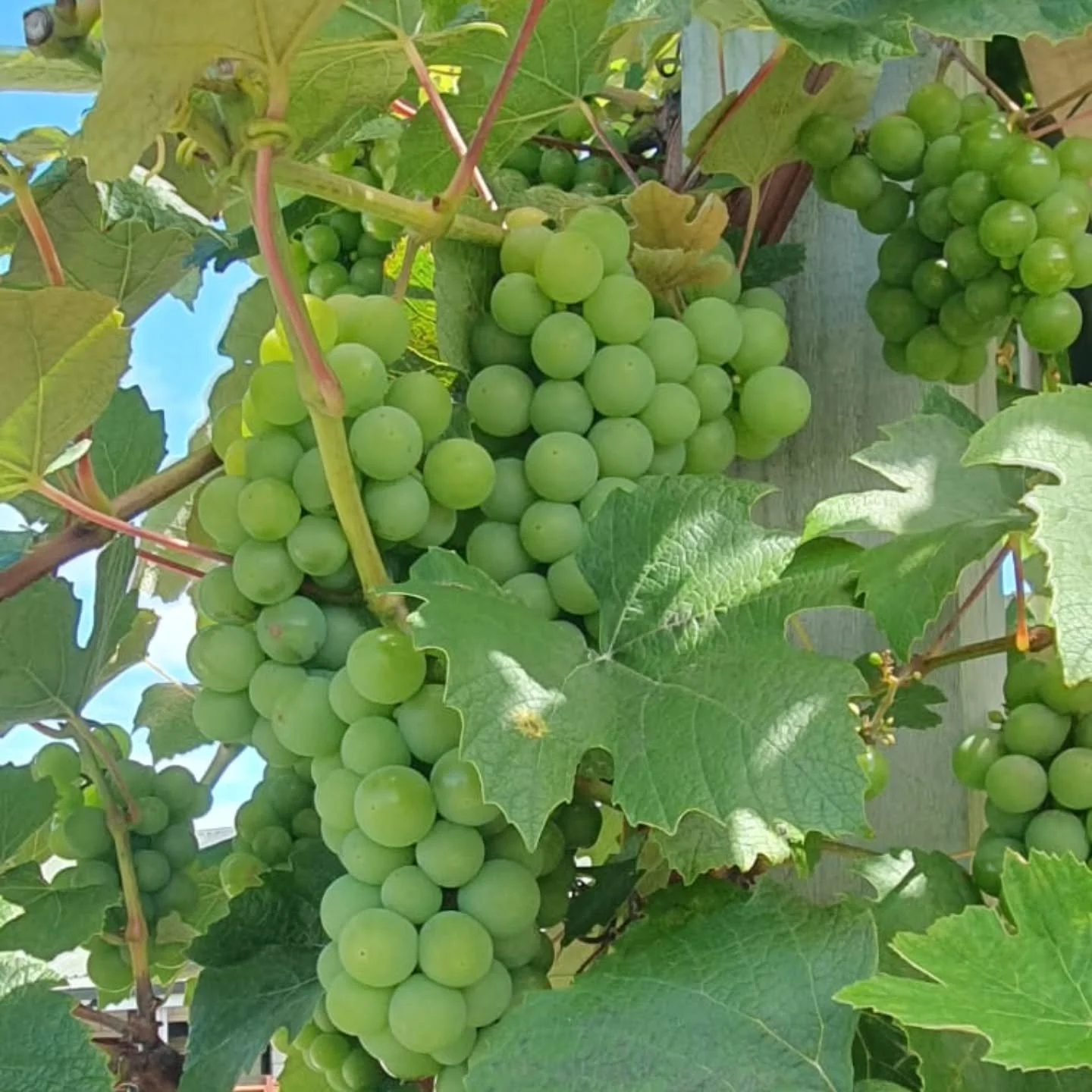 Sweet summer views in Nelson 🍇😍