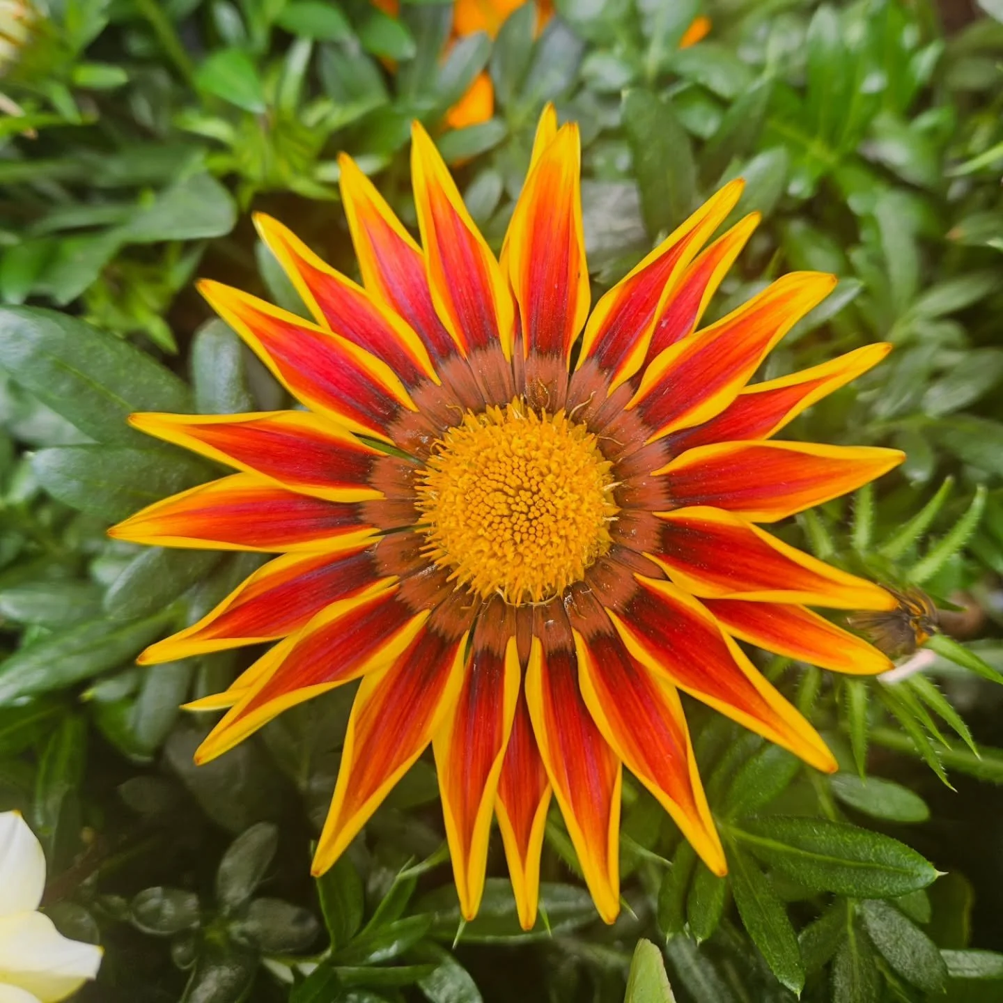 Gazania!

#grasshoppergardensltd #gazania #gazaniaflower #flowers #gardens #gardensnz #flowerstagram #flowerphotography #flowerlovers #commerciallandscaping #colourfulgardens