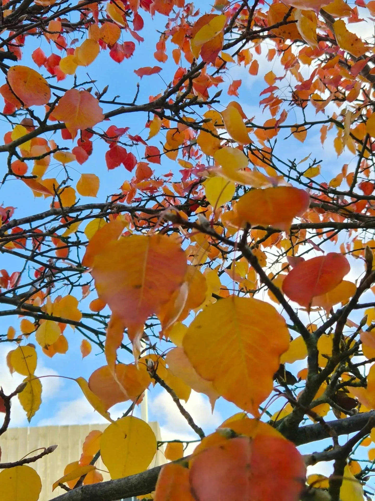 Love the autumn colours in the garden 

#grasshoppergardensltd #autumn