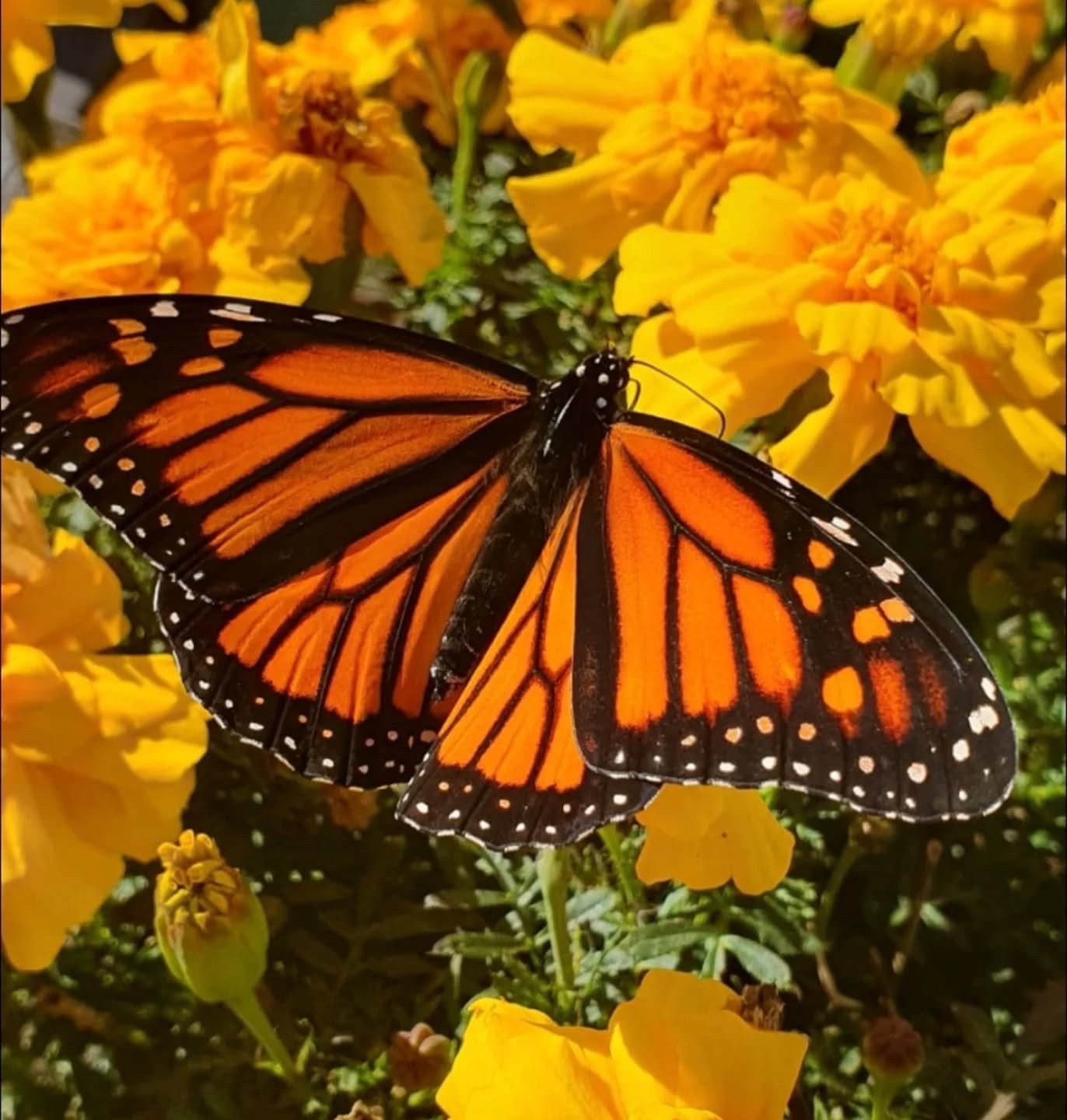 This beauty 😍 spotted sunning in our Nelson gardens 
🦋 

#grasshoppergardensltd