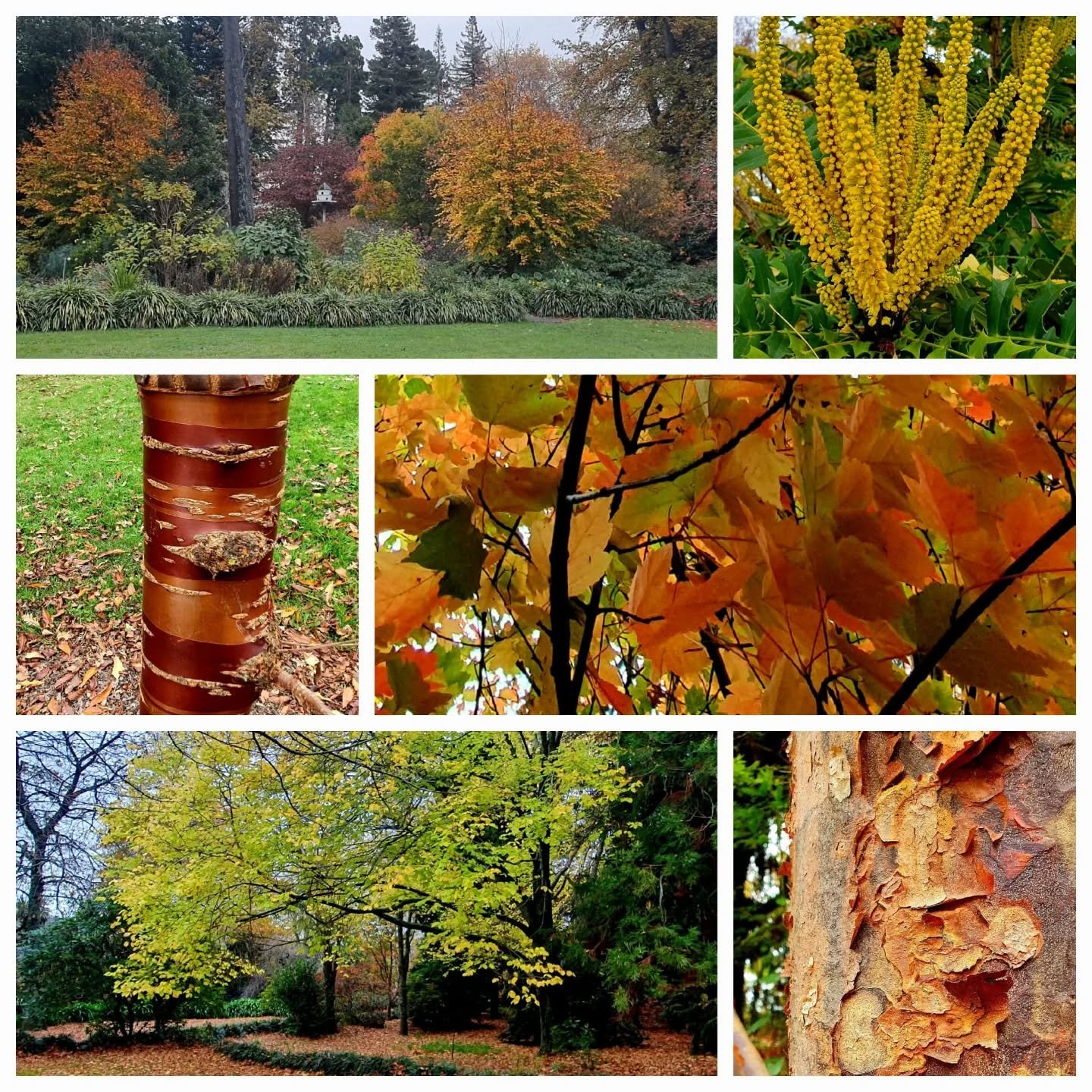 Autumn in Nelson 🍂 

#grasshoppergardensltd #gardensnz #autumngardens